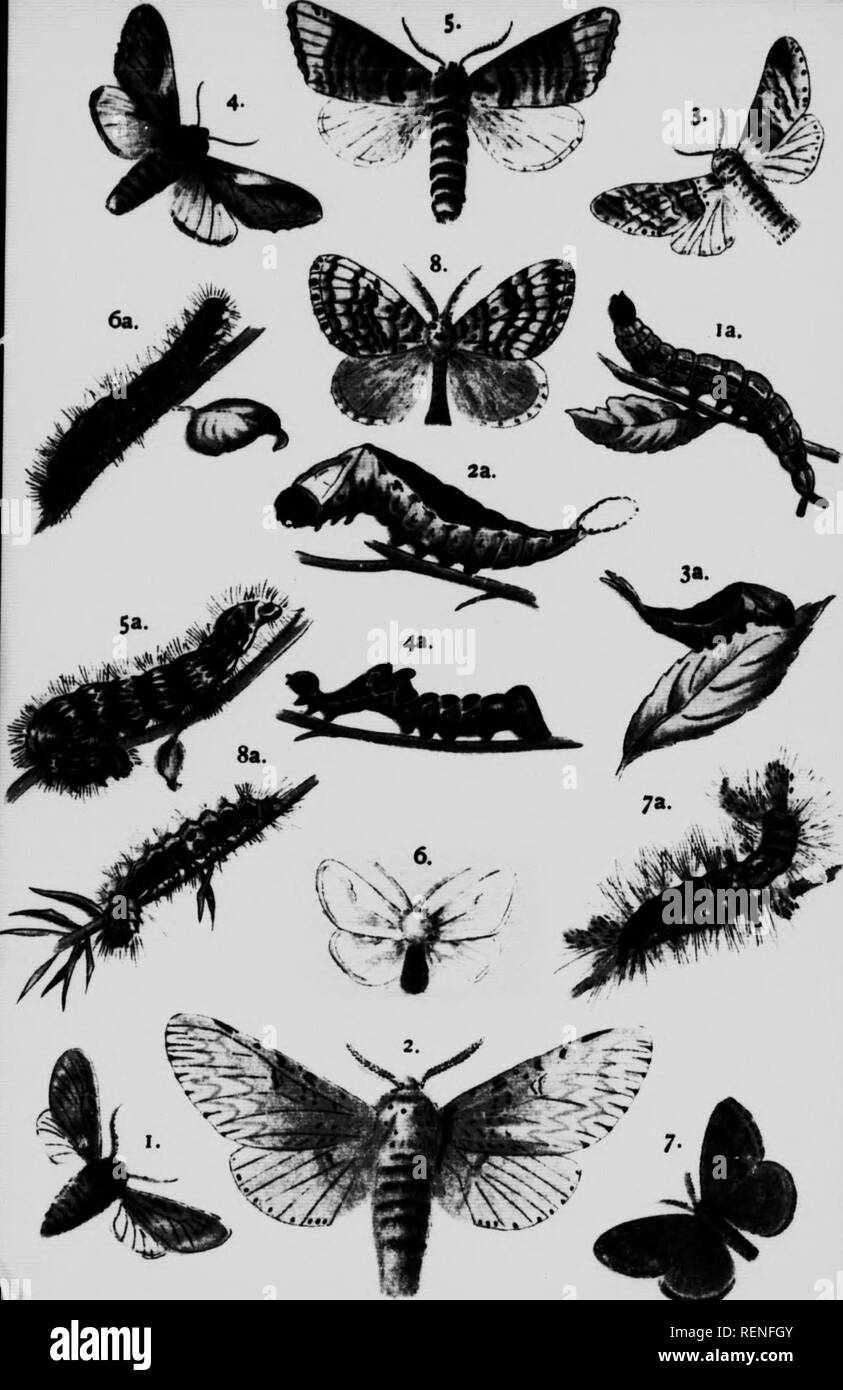 . Les papillons et les mites à la maison et à l'étranger [microform]. Les papillons ; Papillons ; papillons nocturnes ; les mites. . Veuillez noter que ces images sont extraites de la page numérisée des images qui peuvent avoir été retouchées numériquement pour plus de lisibilité - coloration et l'aspect de ces illustrations ne peut pas parfaitement ressembler à l'œuvre originale.. Rowland-Brown, Henry. Toronto : Bell et Cockburn Banque D'Images