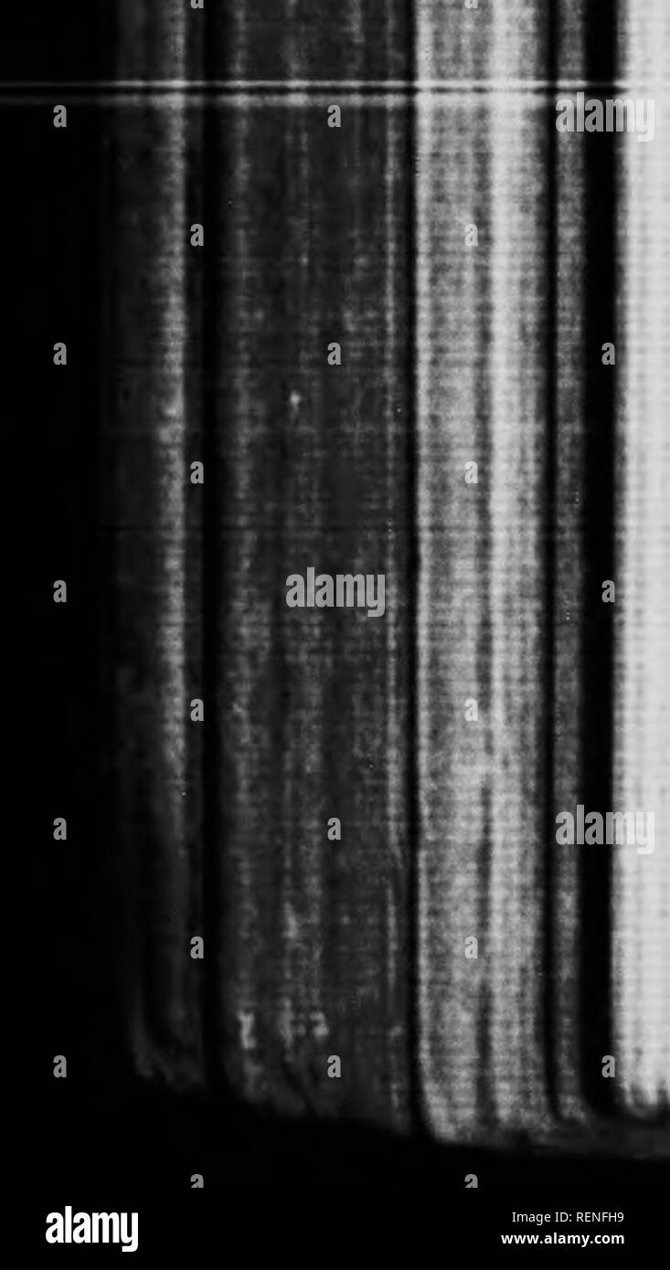 . Les papillons et les mites à la maison et à l'étranger [microform]. Les papillons ; Papillons ; papillons nocturnes ; les mites. Si je l'IFI. Papillons) vdned", mais le blanc sous les ailes postérieures sont côté ahnost entièrement envahi par de profondes dun-vert cet être d'une teinte foncée au printemps, forme, beUidice Och., qu'à l'été. dapiidice Il va sans dire qu'à l'étranger il n'est pas connu sous le nom de " baignoire blanc." Les Français appellent cela le " vert marbré " ; les Allemands, les " mignonnette papillon." PlERIS NAPI. L., le "-vert, blanc veiné" comme les deux ci Banque D'Images