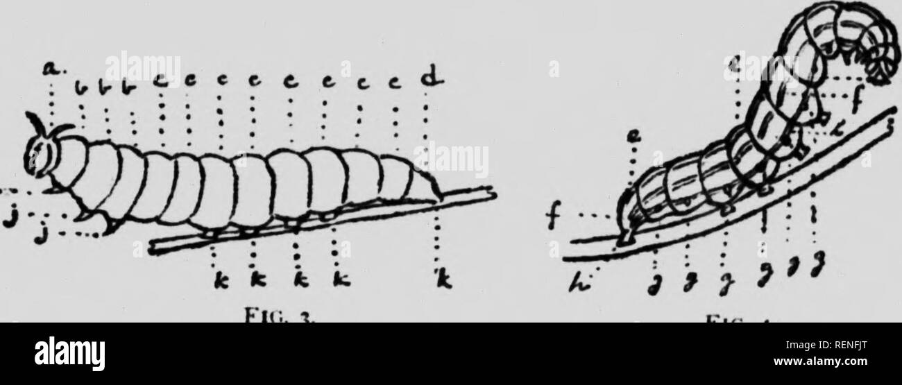 . Les papillons et les mites à la maison et à l'étranger [microform]. Les papillons ; Papillons ; papillons nocturnes ; les mites. Les papillons et les mites (jambes charnues plus robustes ou fausses pattes). ptérygopodes ou peut-être est-il préférable de désigner les "pieds." Les jambes sur le thorax de développer les six jambes (habituel) de l'insecte parfait ; les jambes abdominaux varient en nombre, en fonction de l'espèce, et tout simplement de disparaître dans la phase finale. La larve respire à travers les ouvertures, plutôt évocateur de i)ort-trous. placées sur les côtés de la première thoracique, et les huit premiers segments abdominaux. Ils sont appelés " stigmates." Banque D'Images