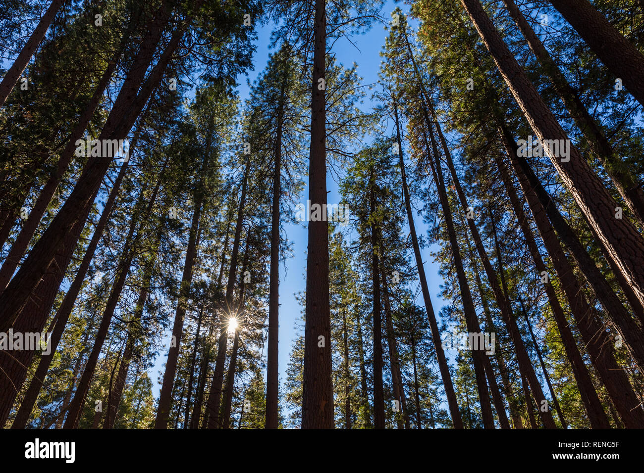 Les grands pins au Yosemite National Park, Californie pendant la fermeture partielle du gouvernement des États-Unis ; où limted les services et les installations sont en place. Banque D'Images