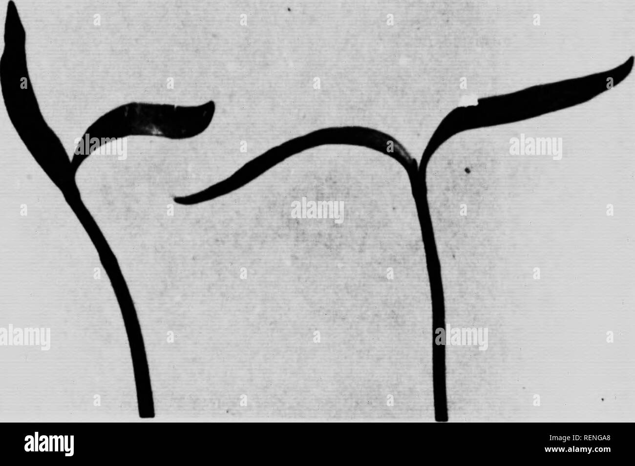 . Histoires de vie [microforme] plantes familières. Botanique, la botanique. 7 de la plaque. FIO. 9.-DÉROULEMENT DE L'infirmière-feuilles. Veuillez noter que ces images sont extraites de la page numérisée des images qui peuvent avoir été retouchées numériquement pour plus de lisibilité - coloration et l'aspect de ces illustrations ne peut pas parfaitement ressembler à l'œuvre originale.. Ward, John J. , b. 1875. Londres ; Toronto : Cassell Banque D'Images