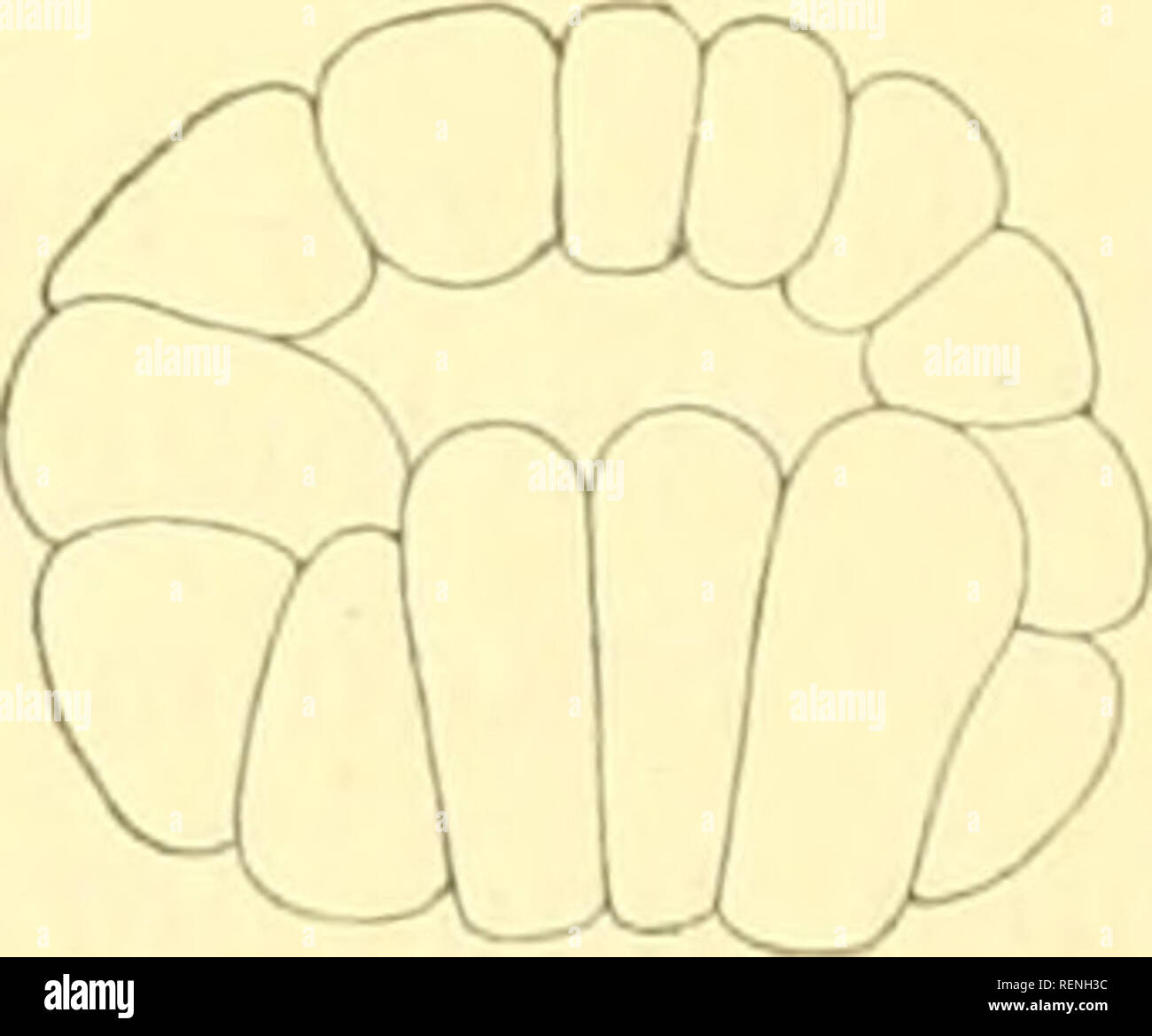 . Le Dr H. G. Bronn's Klassen und Ordnungen des Thier-Reichs : wissenschaftlich dargestellt in Wort und Bild.  ; Zoologie ; Mollusques Arthropodes ; les insectes. ^na. cu. Eurchuny Blastulabildunj X ixi und ;- sur IJdiifal'uni. (Nach Ko walevsky' !'. Stade J.von zwei Blastomeren. IL von droi, III. von vior, IV. von fünf, C. von acht, VI. von zwölf bis sechzehn, VII. von sechzehn Blastomeren^*, VII dasselbe im Profil. VIII. Zweinndzwanzig Blastomeren von Stade, dans Lage wie zu erleichtern VIP. IX. Vier Basalzellen. IX^ dasselbe Stadium von unten. Il faut X. Schnitt durch ein Stadium, kurz vor der la gastrulation. g Banque D'Images