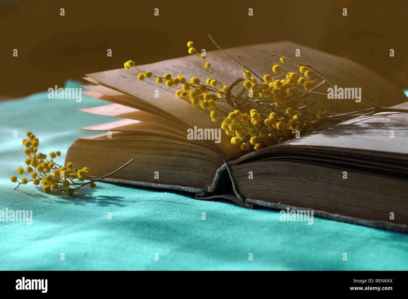 Still Life - printemps vieux livre ouvert sur la nappe bleu avec du jaune mimosa près de lui. Dark vintage tones le traitement. Focus sélectif au b Banque D'Images