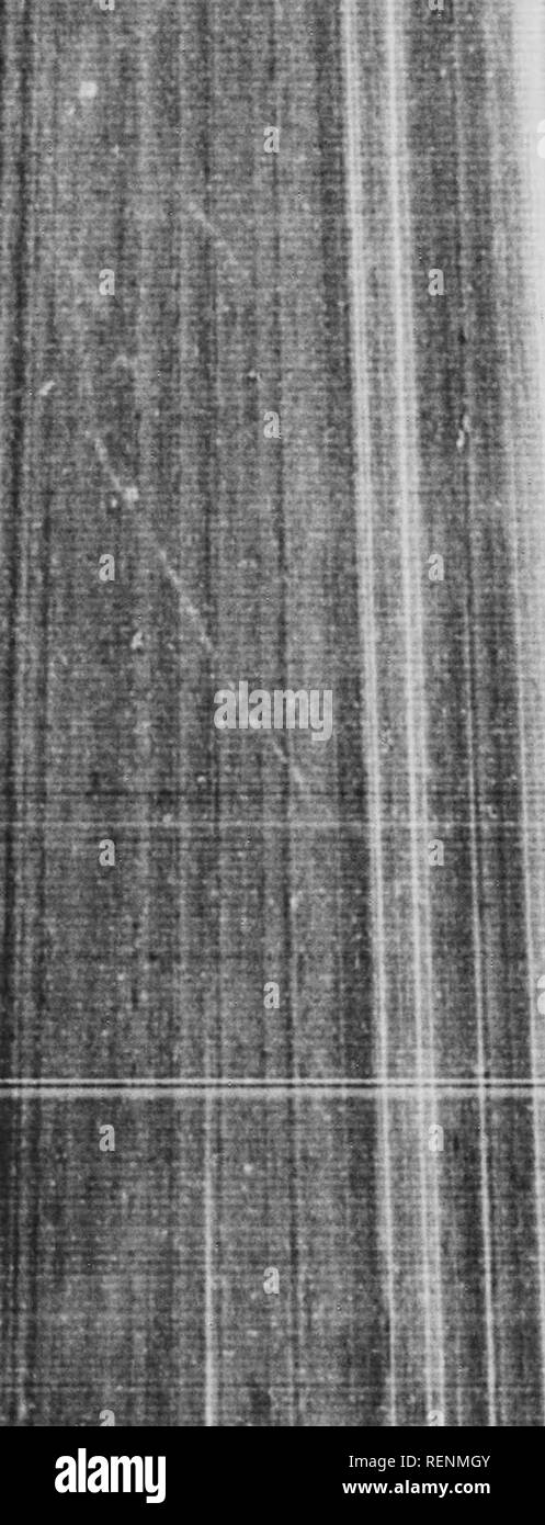 . Le scarabée sacré, et d'autres [microform]. Les coléoptères ; ColÃ©optÃ¨res. .Â"*^'-^^^^. w aSSi ; : Le scarabée sacré et d'autres à moitié rempli avec sable frais et en plus suppUed avec dispositions obtenues de la pâtisserie de brebis, chaque pot reçoit sa part d'Onthophagi, d'espèces distinctes et avec les deux sexes. Lorsque la maison de verre sont utilisées et la population soit- est trop dense, je recours à des pots de fleurs ordinaires, meublées selon la règle et fermé par un panneau de verre. L'ensemble est organisé sur ma grande table de laboratoire. Mes captifs sont satisfaits de leur there are no translations available.in Banque D'Images