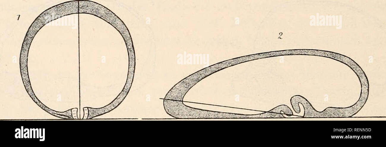 Dr H G Bronn S Klassen Und Ordnungen Des Thier Reichs Wissenschaftlich Dargestellt In Wort Und Bild Zoologie