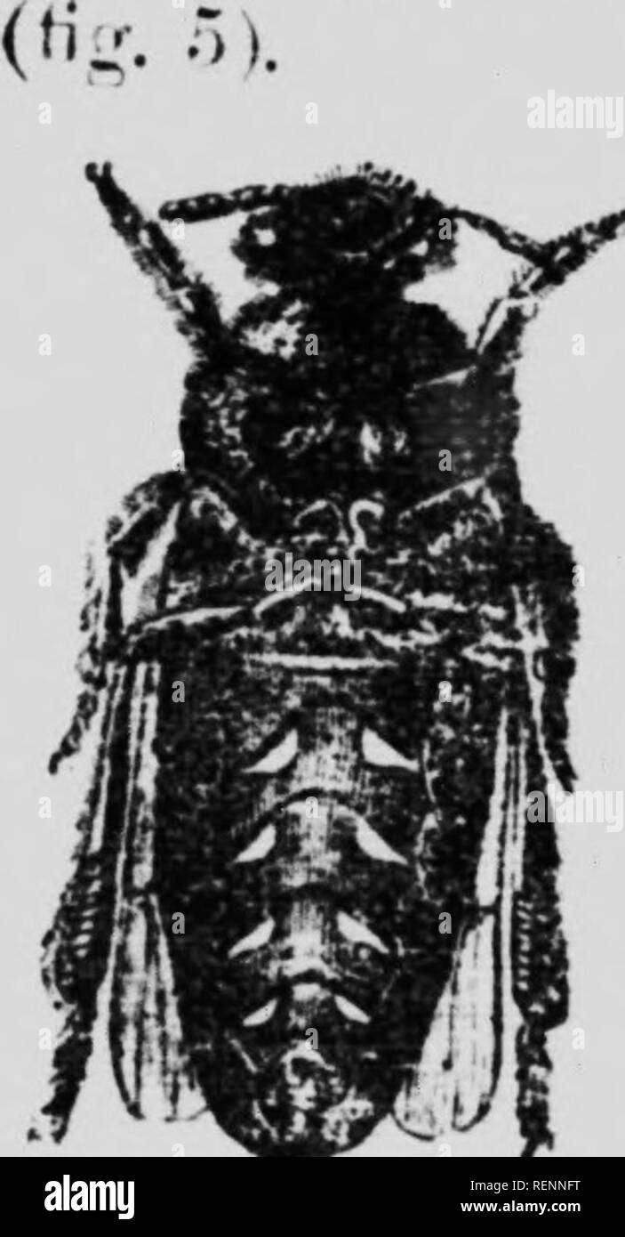 . La ruche canadienne [microforme] : culture des abeilles. ¯ApoÃ dÃ©s ; ; Abeilles Abeille ; les abeilles. Â 20 â " : : : : : : : """"'â ¢" * '" â â '-r'"/-^'. Â j.r^r i.. .Â.â.,.âââ ou moins irrÃ©iai- vtrâisent. u., ¨ me troisiÃ espÃ¨ce decellules temporales, -lestinÃ©es Ã l'Ã©leva^.. des reines ot pi ? Comme nous lavons-phH allumé I, .nÃ® 1,7 r f'"^^^^'''- cl-n^'-T''' "v-"'â ; ""^^'""' ' ' ^^' 'â'â ¢ '^ ^'â â ¢ ¢ -'- '^t petites c.l,n !..&gt ;. Ic-sc-., elle mccnlnnent !,.. plus Jhmvs. sw s-rv-nt j'^¨nÃ©ro ,,:p,,,,,,Â le- iel. La cire .st nne sÃ®e.co .In Kion Banque D'Images
