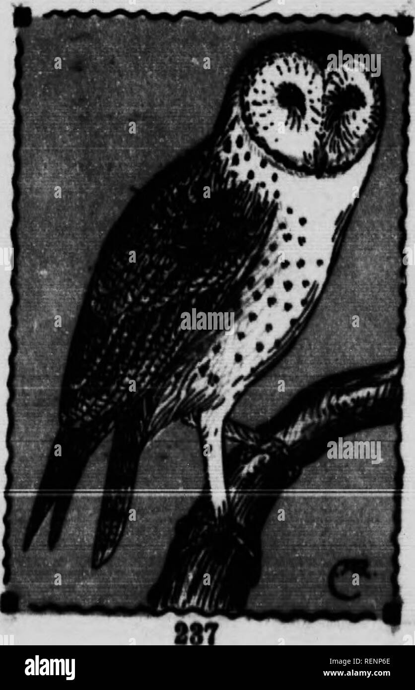 . Guide d'oiseaux [microform]. Les oiseaux aquatiques, les oiseaux, gibier d'eau, Oiseaux. 8 TRIQID FAMILLE&gt;E. Effraie des clochers. 365. Striw pratinoota. En 18. Très doux plumage finement, prescription et specked : coloration générale gris, couleur brun-blanc débarrasser. Pas de touffes eeie ; yeux petits et brun ; le visage de très longues- jambes très longues. Ces hiboux sont abondants dans les tne sud, où ils sont connus sous le nom de "Mon--clés auxquels font face les hiboux," en raison de leur étrange visage ils sont veiy oiseaux utiles, et sont généralement reconnues comme telles. Leur nourriture se compose presque exclusivement de petits écureuils, rodenta repUIes, et d'insectes. Il ne plus Â Banque D'Images