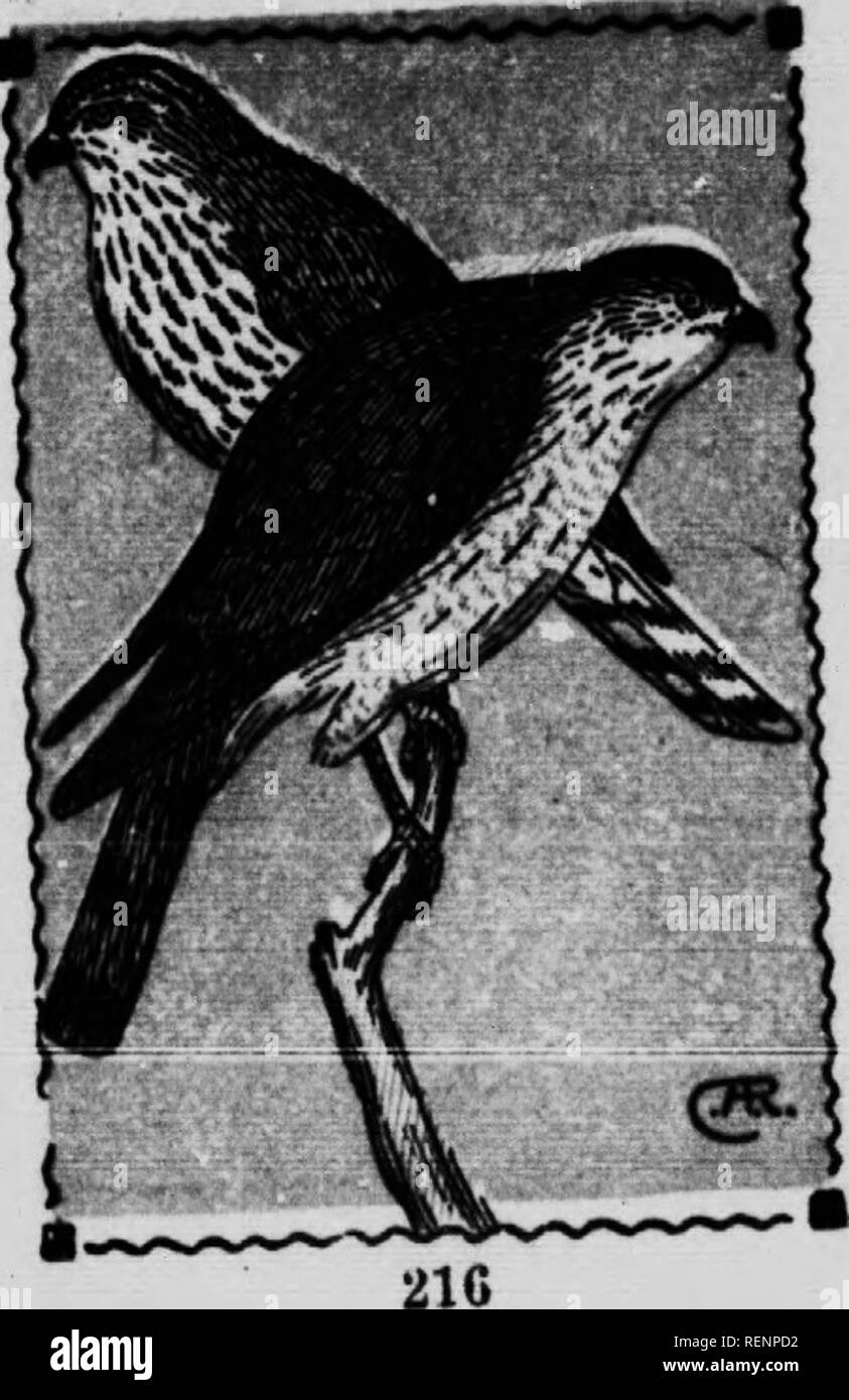 . Guide d'oiseaux [microform]. Les oiseaux aquatiques, les oiseaux, gibier d'eau, Oiseaux. ».L.l.^V-.l" !l"^-"l.. L'Épervier brun. 332. Aeeiiiiter velox. En 12. Ce petit faucon. Près de 80 comme la Cooper est l'un des thlmoBt •il active de famille et t™"^^*^^^» J* pt8 namej^ o'lU. »^ % %"*SS^j ?b"XG8 dans de grandes "ifS^rtttsrsrs™ o,...... Veuillez noter que ces images sont extraites de la page numérisée des images qui peuvent avoir été retouchées numériquement pour plus de lisibilité - coloration et l'aspect de ces illustrations ne peut pas parfaitement ressembler à l'œuvre originale.. Chester A. Reed, Chester (Albert), 1876-1912. Toronto : Musson Banque D'Images