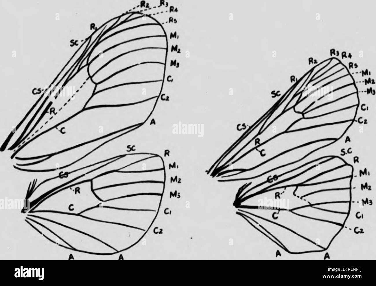 . Livre de classe d'entomologie économique [microforme] : avec référence particulière au développement économique les insectes du nord des États-Unis et au Canada. Les insectes nuisibles ; entomologie ; Entomologie, Insectes nuisibles, lutte contre les insectes nuisibles ; ; insectes nuisibles. 172 entomologie économique. " Une Fig. lis.-notodontid {nervures d'un Nolodonia). Comsloik {après.) Fig. 116.-Venation d'un noetuid Igrolij (/iAfler Comslock)..). Veuillez noter que ces images sont extraites de la page numérisée des images qui peuvent avoir été retouchées numériquement pour plus de lisibilité - coloration et l'aspect de ces illustrations ne peut pas parfaitement Banque D'Images
