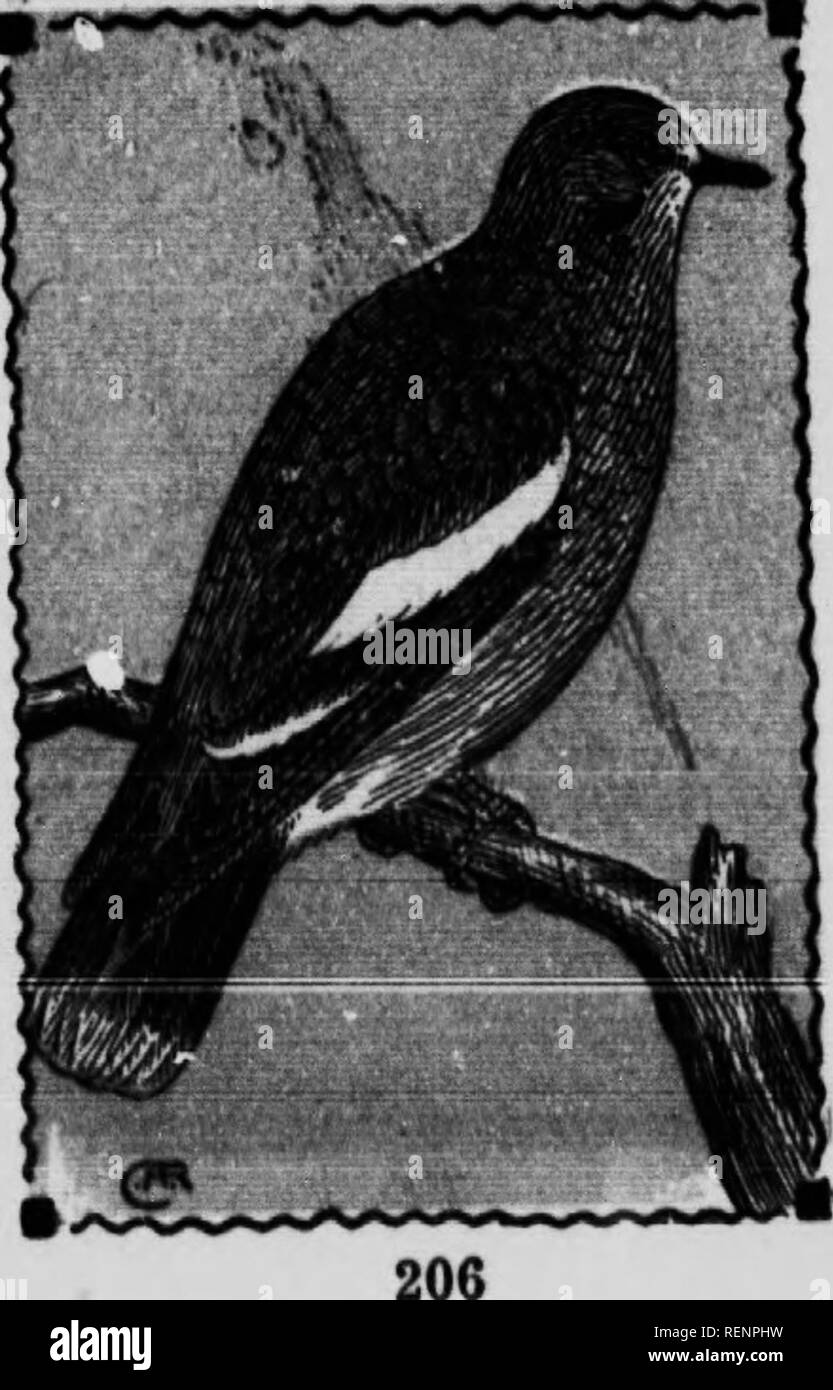 Guide Doiseaux Microform Les Oiseaux Aquatiques Les