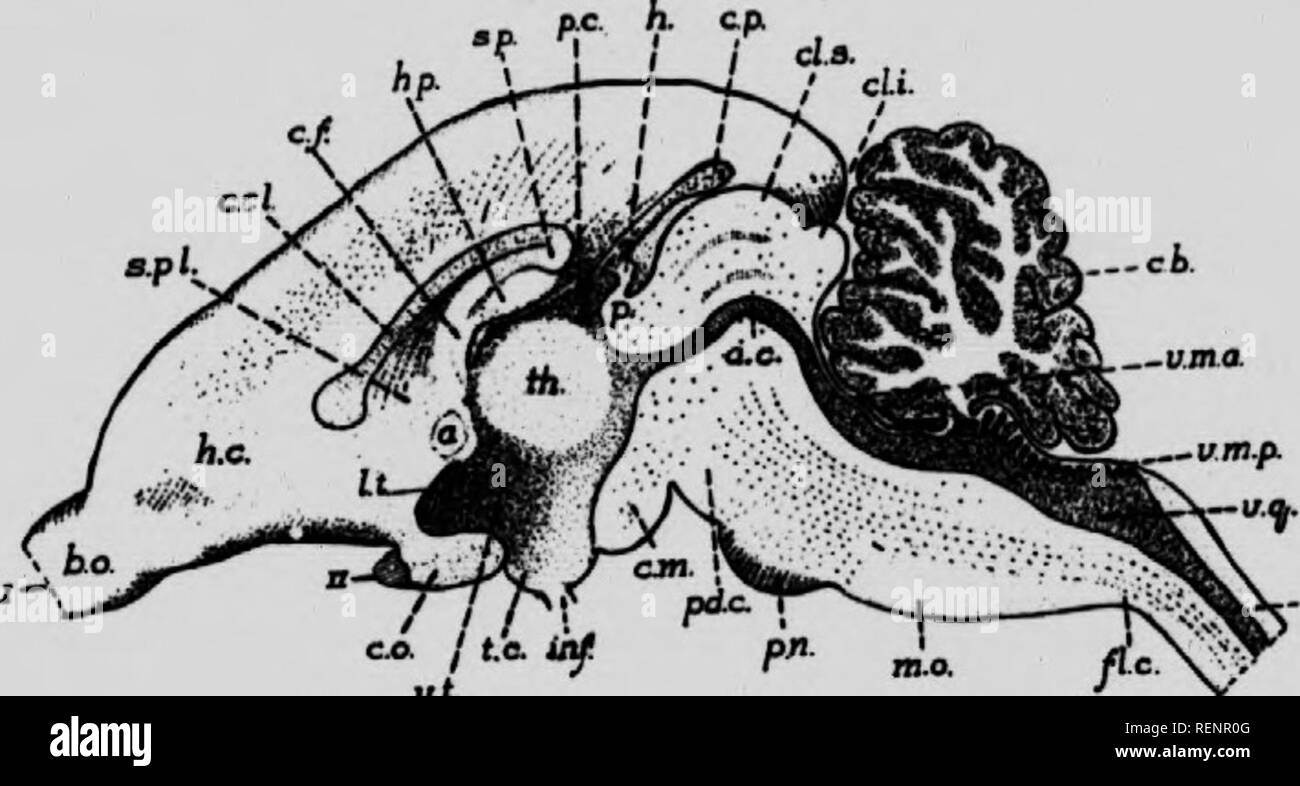 . Anatomie pratique du lapin [microforme] : un manuel de laboratoire élémentaire dans l'anatomie des mammifères. Lapins ; anatomie, les lapins ; comparatifs ; les lapins ; Seigle ; Pot comparée. 192 Anatomie du lapin. (E) La partie postérieure funiculus, en passant de l'avant à partir de la corde, est divisé en portions médianes et latérales. La partie médiane, le faisceau gracile, forme une étroite bande ter- minating en avant dans un club d'expansion, en forme de la clava. La partie latérale, le fasciculus cuneatus, passe dans les restiform corps. 6. Le cerveau peut être divisée par une section verticale médiane, et la moitié d'un examen Banque D'Images