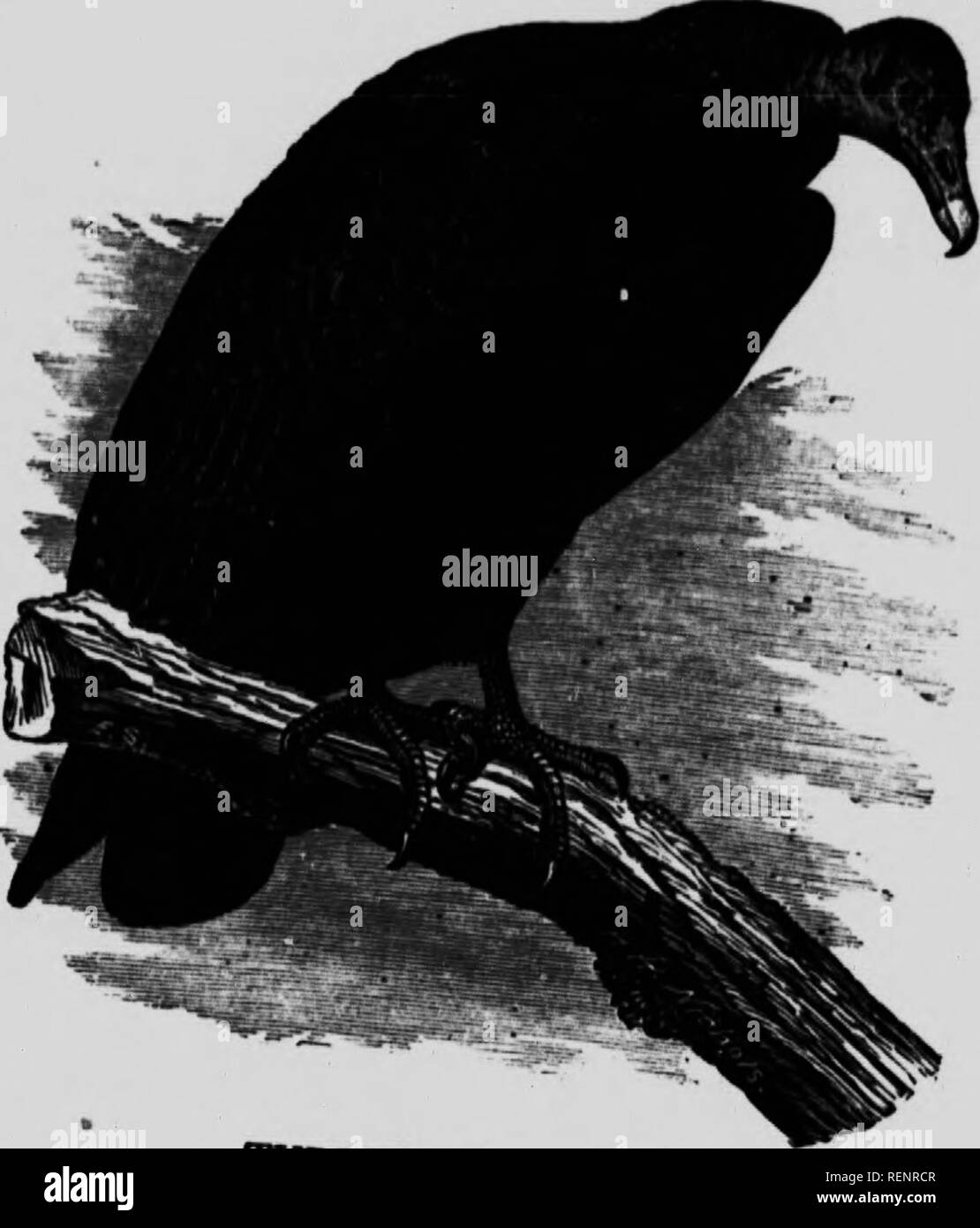 . Un manuel populaire des oiseaux du Canada et des États-Unis [microform]. Oiseaux, oiseaux. Urubu. La Turquie Buzzard. Catoartes aura. ^iVfH''''' '''â â"â â€¢' ''â â"â¢--*-â - Ce Turkev-Iilr commun- v i. onheastem ou États de la Nouvelle-Angleterre un"t' "^Â°"^ 'Â° « ^^'''"e Â" en ce qui concerne la latitude de 4,0""^''Â"5'" étant rarement â ¢ Â"'"'e antipathie local, leur diJt f """ '''â "" "J'^es "ns qui prévalent en e spTâg fth â ""'"^ ^Â° '-" =â ¢ ""Â" - Â"â ¢ âI ^ « ^ »» »&g Banque D'Images