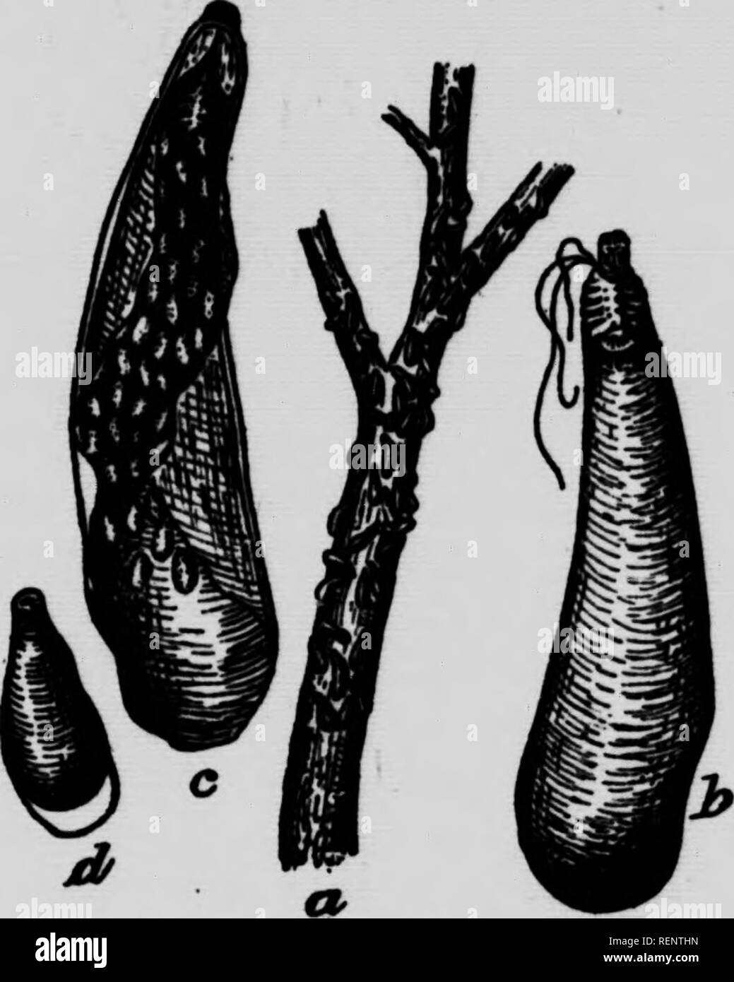 . Les principales espèces d'insectes nuisibles et de maladies végétales [microform]. Insectes nuisibles ; plantes ; les insectes nuisibles, les maladies des plantes. " T il h'f : - fiO - KE]MÈSjCX UILLEou^] UNE COQUILLE D'huitre (Pouxd'éoc. Fig. 55.-o. rameau couvert de Kermis coquille femeUes ; b, l'un de ces vu inMctes de doe ; c, le même vu de desaoua avec les oeufs qu'il recouvre ; d, Kermès mâle. (Les trois derniers fortement grossis.). Veuillez noter que ces images sont extraites de la page numérisée des images qui peuvent avoir été retouchées numériquement pour plus de lisibilité - coloration et l'aspect de ces illustrations ne peut pas p Banque D'Images