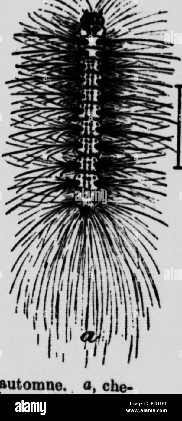 coloration végétale