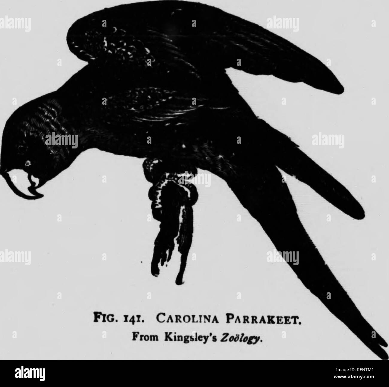 . ZoÃ¶logy [microforme] : descriptif et pratique. Zoologie Zoologie ;. 236 Zoologie descriptive. Je suis d'entre elles sont grandes, et de s'élancer gracieusement heure après heure haut dans le ciel ; mais quand ils descendent à terre ils montrent leur caractère dégoûtant. Pourtant ils sont utiles comme des charognards, et sagement sont protégés par la loi, notamment dans le sud. Notre seul exemple dans les états du nord est la Turquie buzzard, qui dispose d'une propagation de six pieds. Dans le Sud est aussi trouvé de la corneille noire. Ce qu'il ne faut pas confondre avec notre corneille, qui, bien que carnivore, il est classé avec. Fig. 141. Carolina Parrakeet. De Kin Banque D'Images