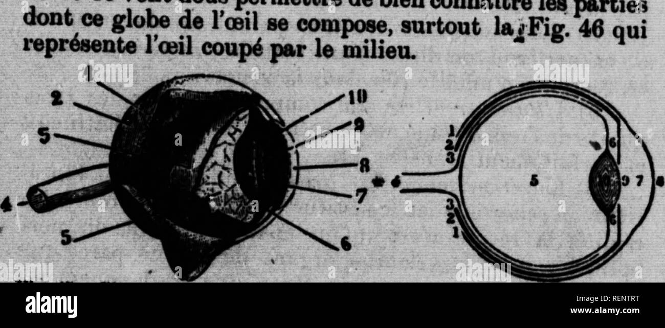 . AbrÃ©gÃ© de zoologie [microform].  ; Zoologie Zoologie. 0BQANI8 DBS 8INS 678 Ã©coulent conduit par sur le SPÖ©cial luron, fosMÂ" nasales ; mais lorsque, sous le coup d'une Ã©motion ou pour une autre cause, elles sont trop irrande produced en abondance, elles coulent sur les joues. Au n" 11, on voit les dis, qui bordent les paupiÃ¨res, se trouve à poils longs et dÃ©liÃ©s, dont ils se composent, tempÃ¨louer les rayons lumineux et les arrÃªtent poussiÃ¨res de iVir Lee aovreiU(7),qm sont les deux arcs de poils placÃ©s par-dessus des yeux, ont pour fonction principale d'em- pÃªcher la sueur de descen Banque D'Images