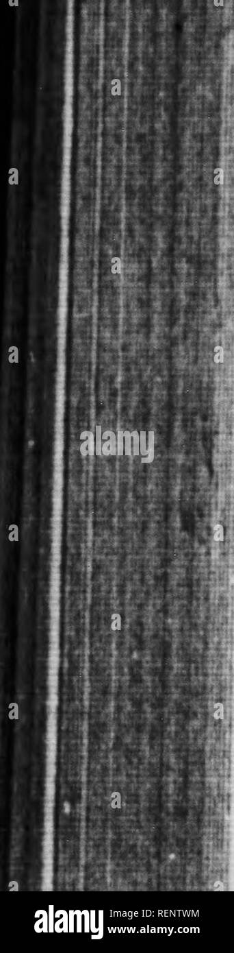 . La vie de la sauterelle [microform]. Les homoptères insectes ; ; ; ; Insectes Orthoptères Homoptères ; Orthoptères. " : I. V La vie de la sauterelle concernant l'amour-tffiirt du Mantis quand en général. Je ne peux que passer par ce que l'hap- stylos dans les cages, où les captifs, profiter de beaucoup de soleil et de l'alimentation et l'spaaous trimestres, ne semblent pas souffrir de maladie- accueil m'importe quel moyen. Ce qu'ils font ici, ils doivent aussi le faire dans des conditions normales. Eh bien, que se passe-t-il réfute totalement l'idée que les mâles aient le temps de s'échapper. 1 trouver, par eux-mêmes, un couple horrible engagés comme suit. L Banque D'Images
