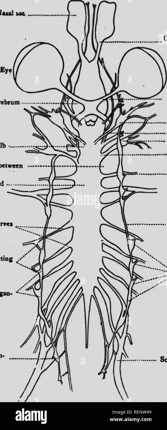 . [Microforme] : Zoölogy descriptif et pratique. Zoologie Zoologie ; je vais las. S r t .ti "^ la zoologie descriptive. part de l'espace dans la cavité du corps. Enfin les œufs sont libérés dans la cavité du corps ; ils trouvent leur chemin à l'open- Naial  %M, Ceicbnim ampoule vertébrale limite entre la moelle épinière moelle aenret, Branches reliant / gan sympathique- *''' gitons gan- glion sympathique.  * Ncrv olfactif nerre optique de cinquième ganglion ganglion nerveux de cinquième nerf nerf vague nerf vague nerf spinal Premier nerf brachial (bras) Syiriithetic nerre trunk '., gan- sympathique  ; vi. Sdatk glions nerre Banque D'Images