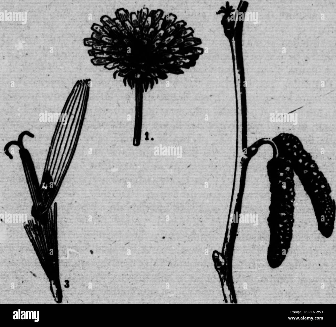 Abra C Ga C De Botanique Microform Botanique La Botanique Flbub Flfvt Irrltiua Rtt8 29 L4t Flenn Idlm Qa E Vwmmm Nont De 1m Da C Crira Efc Potia Daal A Oiguim Plaoa J Kt T A Leur Rang Mot