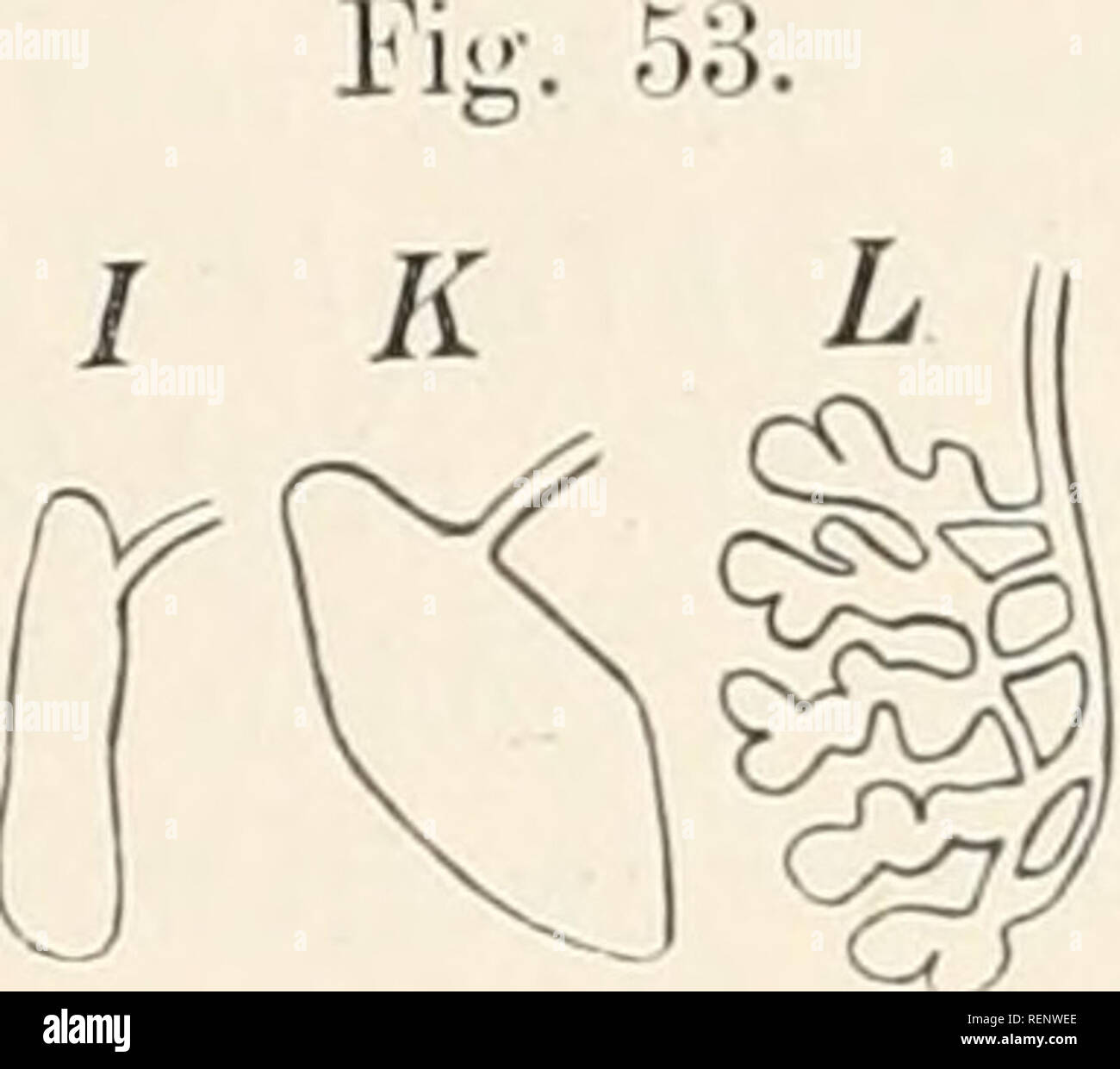 . Dr H.G. Bronn's Klassen und Ordnungen des Thier-Reichs : wissenschaftlich dargestellt in Wort und Bild. Zoologie. Eines jungen Organisation Pa- ravortex serohiculariae (Graff). Nach Wahl (1128). da Darm, Canal de communis, (je Keimstöcke, ph du pharynx, te Hoden, Dotterstöcke Samenblase vi, vs.. Schemata der Hodenform. J'Jensenia x&gt;(inguis Sillim.), K, L Didymorchis. Syndesmis theilt, während von Innenfläche senneur drei oder mehr kurze Vasa efferentia entspringen, die sich zu dem et vas deferens abgehenden vereinigen. Dans unregelmässiger Weise mit stumpfen Lappen versehen sind die Rod Banque D'Images