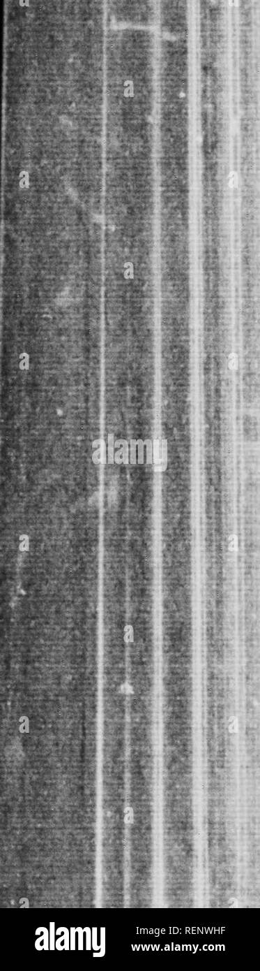 . La vie de la mouche [microforme] : avec qui alternent certains chapitres de l'autobiographie. Fabre, J. Henri (Jean Henri), 1823-1915 ; J. Fabre, Jean Henri (Henri), 1823-1915 ; Mouches ; insectes ; vole ; Insectes. La vie de la mouche, dans l'enceinte, par l'arme de mon fils , J- J'ai juste servi d'un shot de Linnet il y a deux jours. J'ai ensuite placer dans la cage une bleue, une seule, pour éviter la confusion. Son gros ventre pro- les demandes de l'avènement d'un temps de pose. Un houi plus tard, lorsque l'excitation d'être prison ir est dissipé, mon captif est en travail. Avec hâte et saccadé, elle explore les étapes mor Banque D'Images