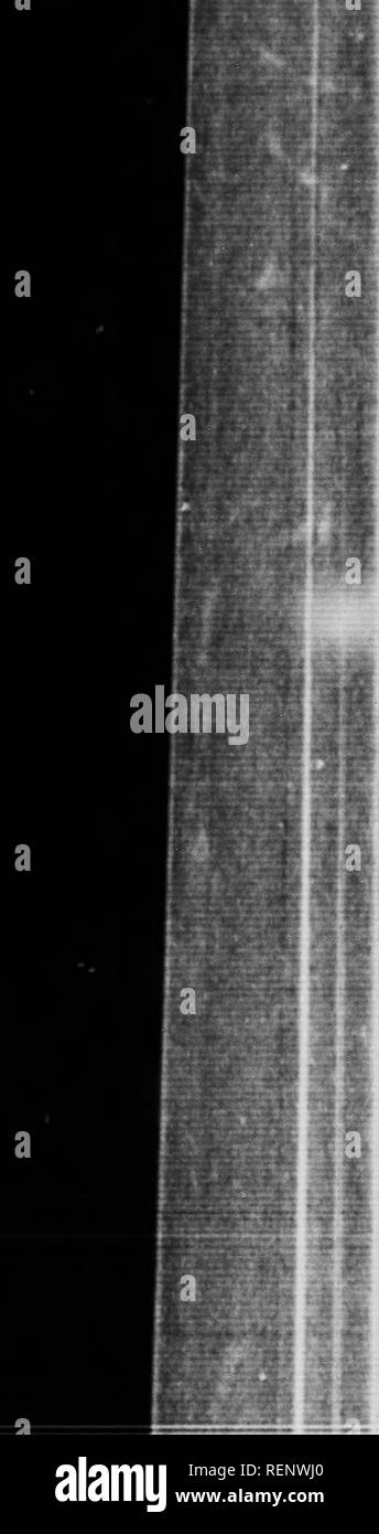 . La vie de la mouche [microforme] : avec qui alternent certains chapitres de l'autobiographie. Fabre, J. Henri (Jean Henri), 1823-1915 ; J. Fabre, Jean Henri (Henri), 1823-1915 ; Mouches ; insectes ; vole ; Insectes. I. i f f I CHAPITRE XIV LA bleue : La pose de purger la terre de la mort et la cause animale impuritie décédé à b une fois de plus comptés parmi les trésors de la vie o il y a des armées de saucisson-reines, mcluc ing, dans notre partie du monde, le Blucbottl (Calliphora vomitaria, LlN.) et de chair à damiers tli-carnaru {fly Sarcophaga LlN ) Tout le monde connaît la première, la bi| dark-biue Banque D'Images
