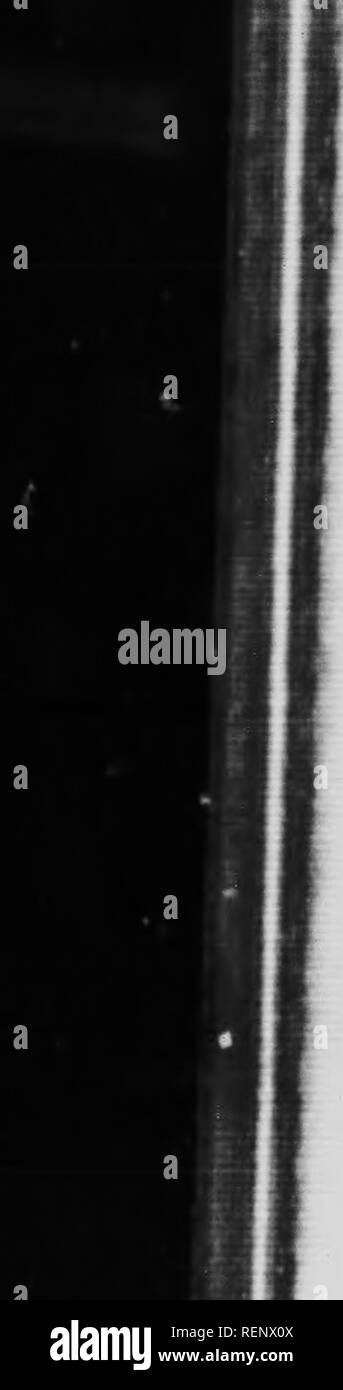 . Un premier livre de zoologie [microform]. Zoologie Zoologie ;. K* . y." HJ ZOOI^OGY. Thu", dans le Kcnua tortoiHOBhrll buttcrflie "." vsc trouver il ulnural ,rouge. lV,"..,une atlnrta ; le C"mpton'" tortoiBc- .Ml, Vane",une alhurn Milbrrfs ; j.tortoiHo« hoII. Un vlZl^.Vane •»»»»•»^'"'-'" »•*- ^-^» »».opa. et la belle dame, VancHm cardui. Par conséquent, dans un classifyinK un rouge.l.nirul. Nous écrire : .i-Phylum Arthropoda. N Claii-Inaecta. ^ Lepidoptcra-commande. ^ Fritillida-famille !. »^ Oenui-Vanessa. Espèce ^-Atlanta. De cette façon les naturalistes de toutes les nations ont le sa Banque D'Images