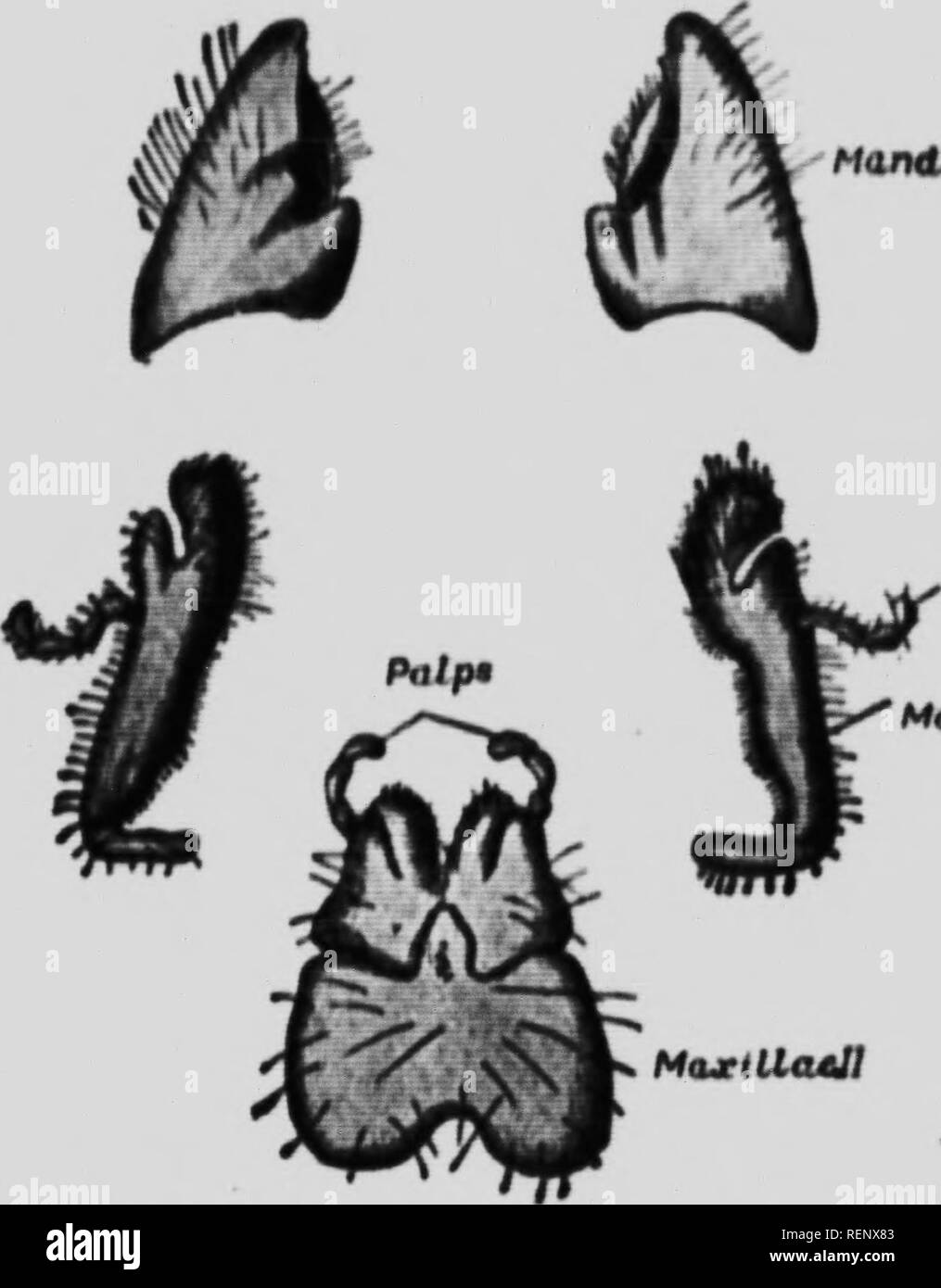 . Un premier livre de zoologie [microform]. Zoologie Zoologie ;. 4^rrLK GKASMIOITEUS. llK4i, SIMDKUS AiitoDK ANIi thp rommonPKt M )K&gt;rtlitnto 6*r//t.Le tloeg qui pent commun à beaucoup de nos pommes de terre à horm cropn. (2) Grand'Lícito b00tl",-&amp ; voraciouii ..v." llvinie pomlM. atrr en ami ottuckInK iniccli todpoleii wormi,,, newin, et Eve imall. flihei Je MandMs. J'MtueiLUuJJ MuxUia palpe je Fio AJ-M.Miih parti III un coléoptère (miah-cnlarKt J) (3 juin) heetlen obsorved bo mai en mai juin anti flyinj ? À propos de dans l'cvenii. ; ! ; ; ils sont aptes à voler dans une salle éclairée maladroitement un&lt;l maladroitement grève contre t Banque D'Images