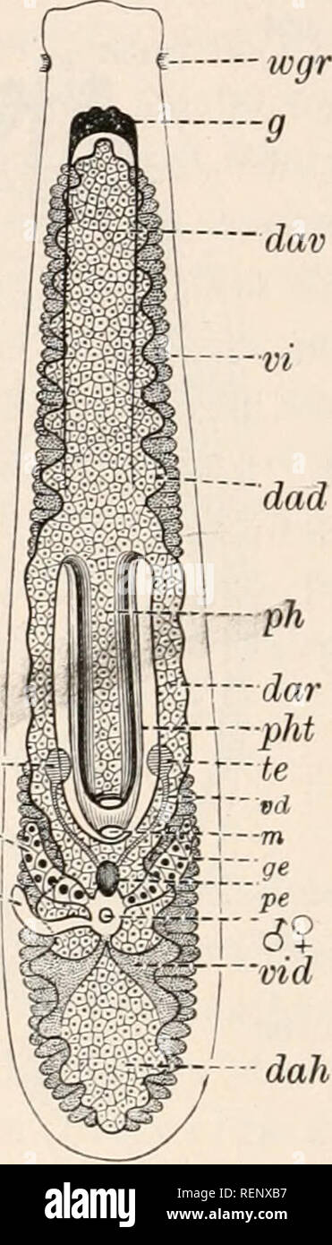 . Dr H.G. Bronn's Klassen und Ordnungen des Thier-Reichs : wissenschaftlich dargestellt in Wort und Bild. Zoologie. Von Organizationsschema Macrostomum appendiculatum (0. Fabr.). Père, Darmdivertikel Canal ds se- minalis, ov Ovarium, sp Schwanz- platte, S männliche und weibliche 5 Geschlechtsöffnung. Die übrige Être- mischtechnik wie dans Fig. 16.. Organizationsschema Euporobothria hohemica Vejd von (.). Nach Vejdovsky (770). hs Bursa seminalis, papa Darm- divertikel postoraler, dah Darm- schenkel, dar Eingdarm präora- ler dav, Darmschenkel Dottergang, vid, wgr Wimpergrübchen. Die Bezeichnung übrige wi Banque D'Images