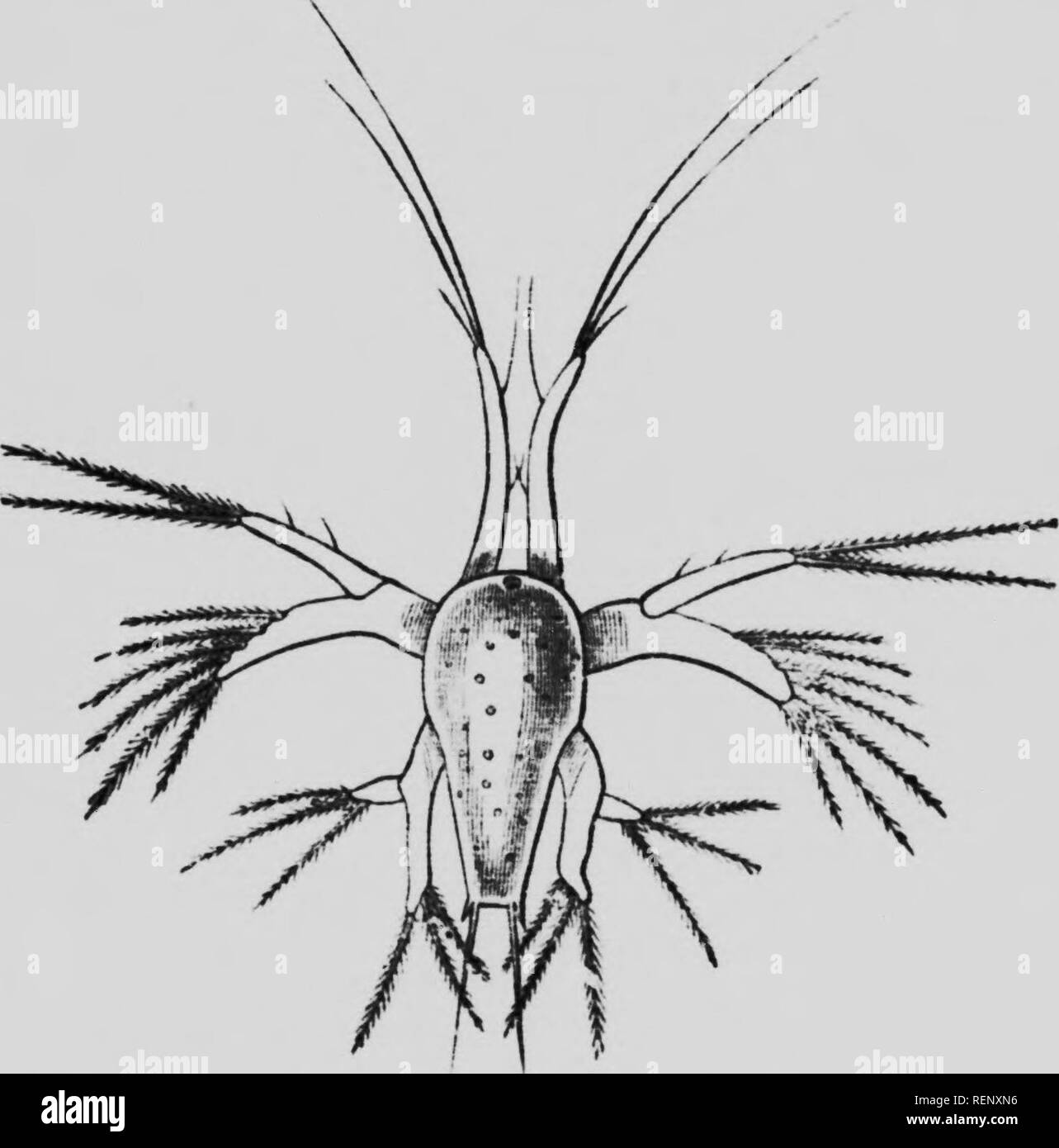 . L'étude de la vie animale [microform]. Zoologie Zoologie ;. CHAP. XII Le Life-History d'animaux 199 maintenant ces histoires de vie sont difficilement intelligible à tous, à moins que nous croyons que, dans une certaine mesure, n'Penaus recapi- tulate les étapes de progrès raciale, que le fait d'un crabe légèrement étendue, que le homard a sa récapitulation abrégée évident beaucoup plus, tandis que l'écrevisse a trouvé un raccourci dans le développement. Laissez-nous exercer notre imagination et penser à l'ancestral rrustacea peut-être pas beaucoup moins simple que les larves nauplius que beaucoup. Fig. 39--Life.historyof/'*"""j ; le Banque D'Images