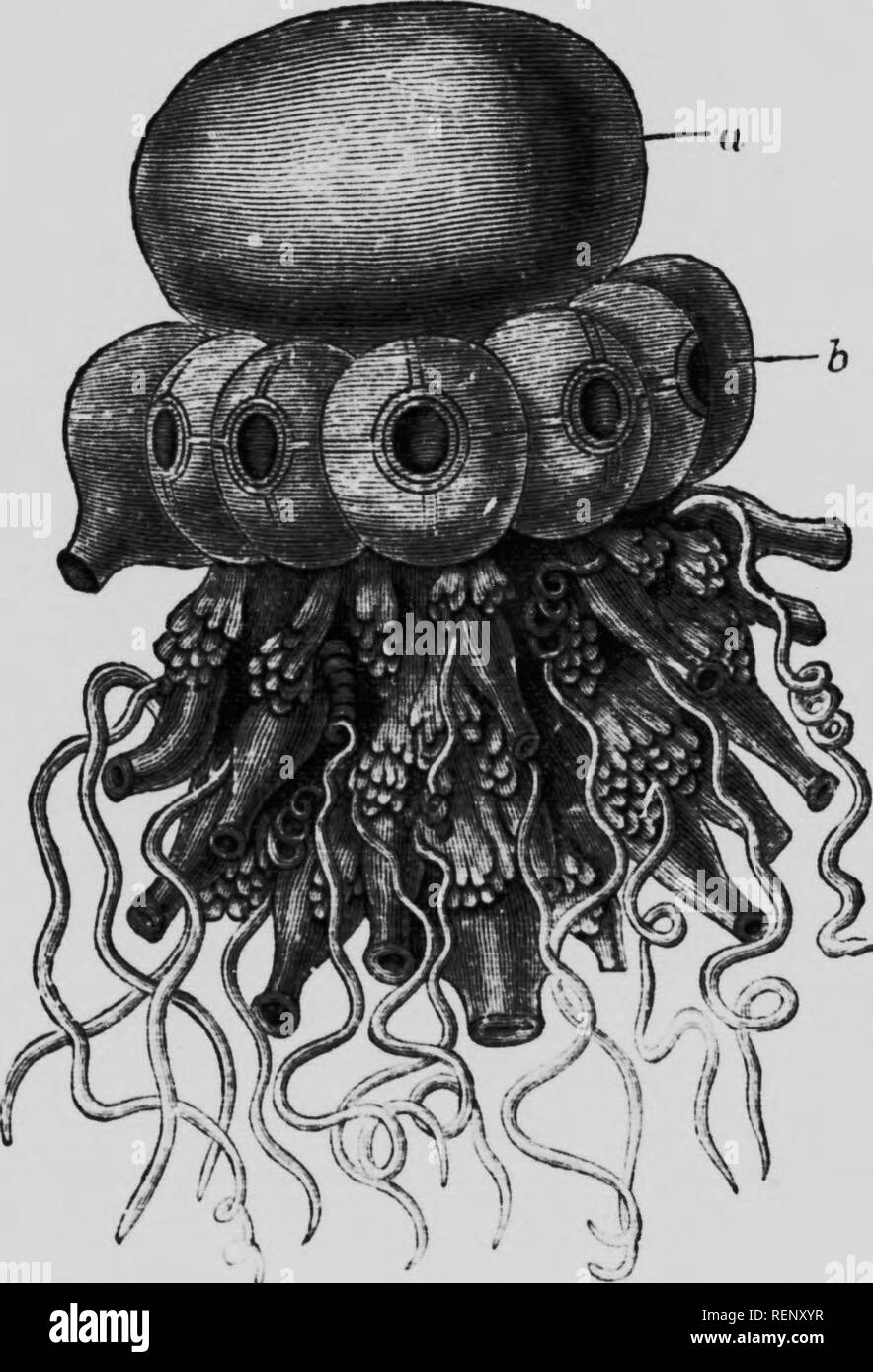 Létude De La Vie Animale Microform Zoologie Zoologie - 