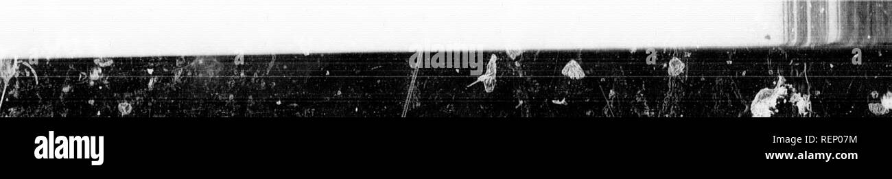 . Truites domestiquées [microforme] : comment se reproduisent et se développent entre eux. Culture du poisson ; Fontaine ; pisciculture ; Truite. L'élevage des jeunes alevins. 165 chapitre suivant, et aussi dans l'autre sur les maladies des jeunes truites. La Section II. -Quoi faire à mak.. Les jeunes vivent de la truite. I. aient des 7vell-fcd les sélectionneurs. Quand un jeune de fontaine tombe morts durant les premiers mois de sa Efu, un débutant a tendance à penser que la cause originaux- nées le même jour ou la même semaine, ce qui est aussi unpliilosophical que de supposer que les décès parmi la race humaine, resuking de faible constitution ou la consommation, héréditaires ont été causés b Banque D'Images