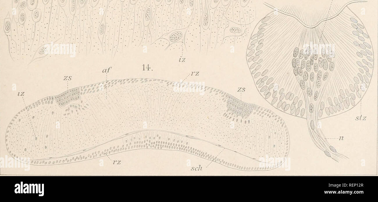. Dr H.G. Bronn's Klassen und Ordnungen des Thier-Reichs : wissenschaftlich dargestellt in Wort und Bild. Zoologie. m hg 16. / '&Lt ; ?• sz. liik.Ajst. vWemer Frankfkrt ».WmUr'iM.. Veuillez noter que ces images sont extraites de la page numérisée des images qui peuvent avoir été retouchées numériquement pour plus de lisibilité - coloration et l'aspect de ces illustrations ne peut pas parfaitement ressembler à l'œuvre originale.. Bronn, H. G. (Heinrich Georg), 1800-1862. Leipzig : C. F. Winter Banque D'Images