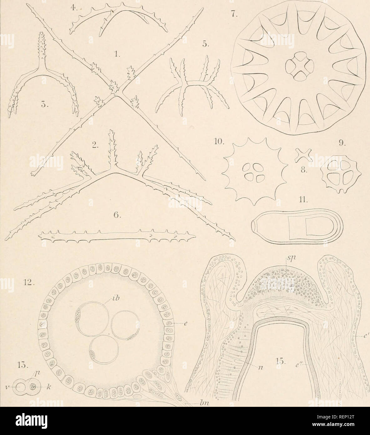 . Dr H.G. Bronn's Klassen und Ordnungen des Thier-Reichs : wissenschaftlich dargestellt in Wort und Bild. Zoologie. Holothurioidea. Taf.c.. m hg 16. / '&Lt ; ?• sz. Veuillez noter que ces images sont extraites de la page numérisée des images qui peuvent avoir été retouchées numériquement pour plus de lisibilité - coloration et l'aspect de ces illustrations ne peut pas parfaitement ressembler à l'œuvre originale.. Bronn, H. G. (Heinrich Georg), 1800-1862. Leipzig : C. F. Winter Banque D'Images
