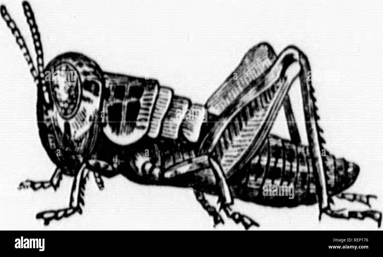 . Un manuel d'insectes nuisibles [microforme] : avec des méthodes de prévention et de réparation pour leurs attaques aux cultures vivrières, les arbres forestiers, et de fruits : pour ce qui est annexée une courte introduction à l'entomologie. Les insectes nuisibles ; ravageurs agricoles ; l'entomologie, Insectes nuisibles, lutte contre les ennemis des cultures ;, Lutte contre les ; Entomologie. L'entomologie. 877 Soraotimes avec, comme les sauterelles, les criquets, les aphides ou Vert iMy, Bugs Flant, &amp;c., le jeune dans la première étape, qu'producefl ou ahvo éclos de l'œuf-ressemble beaucoup à la société mère, qui est, a une forme d'insecte, de la tête avec des cornes, t Banque D'Images