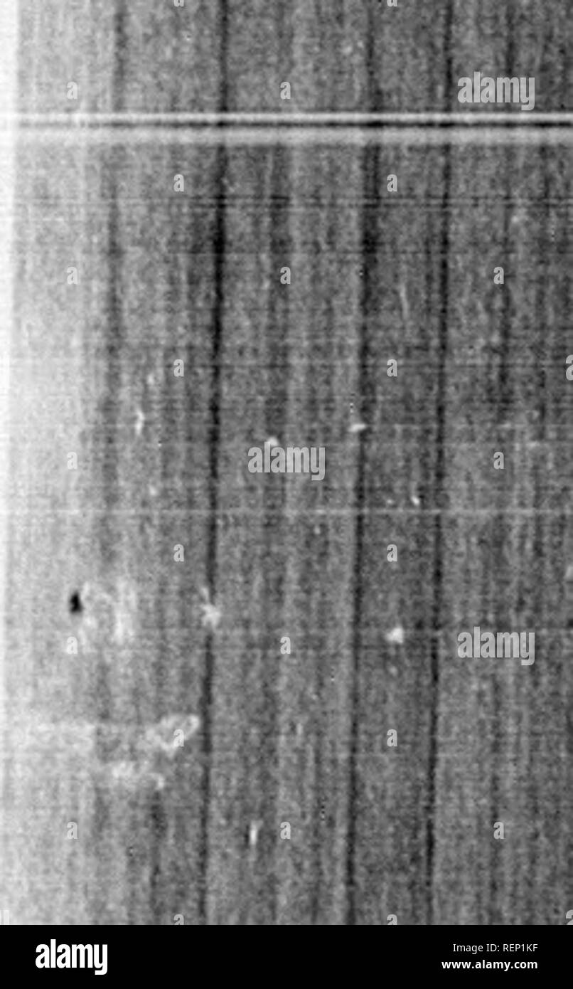 . Les quadrupèdes de l'Amérique du Nord [microforme]. Les Mammifères Rongeurs, Mammifères, rongeurs. 125 SCIURUS HUDSONIUS.^PENMAfrr Suuirhel^ Ba d'Hudson.-Chickakeb Red-Squirrsl-.. XIV. PLAQUE-homme et Fbmalb. S. Cauda in corpore, brcviore auriculis apice sous-barbatis corporc subrulo ; supra, subtus albo ; S. migratorii tertia parte minoro. Caractères, un troisième mailer que le Nord, Gray-Squirrel (Sc. migratorius ;) la queue plus courte que le corps, oreilles, légèrement en touffes ; couleur rougeâtre, ci-dessus, blanc le. neath. 8YNONYMES. EccBKuiL Aroupbn commune, sur, Sagard Theodat, Canada, p. 743 Squirukl commun, Forster, Phil. Tra Banque D'Images