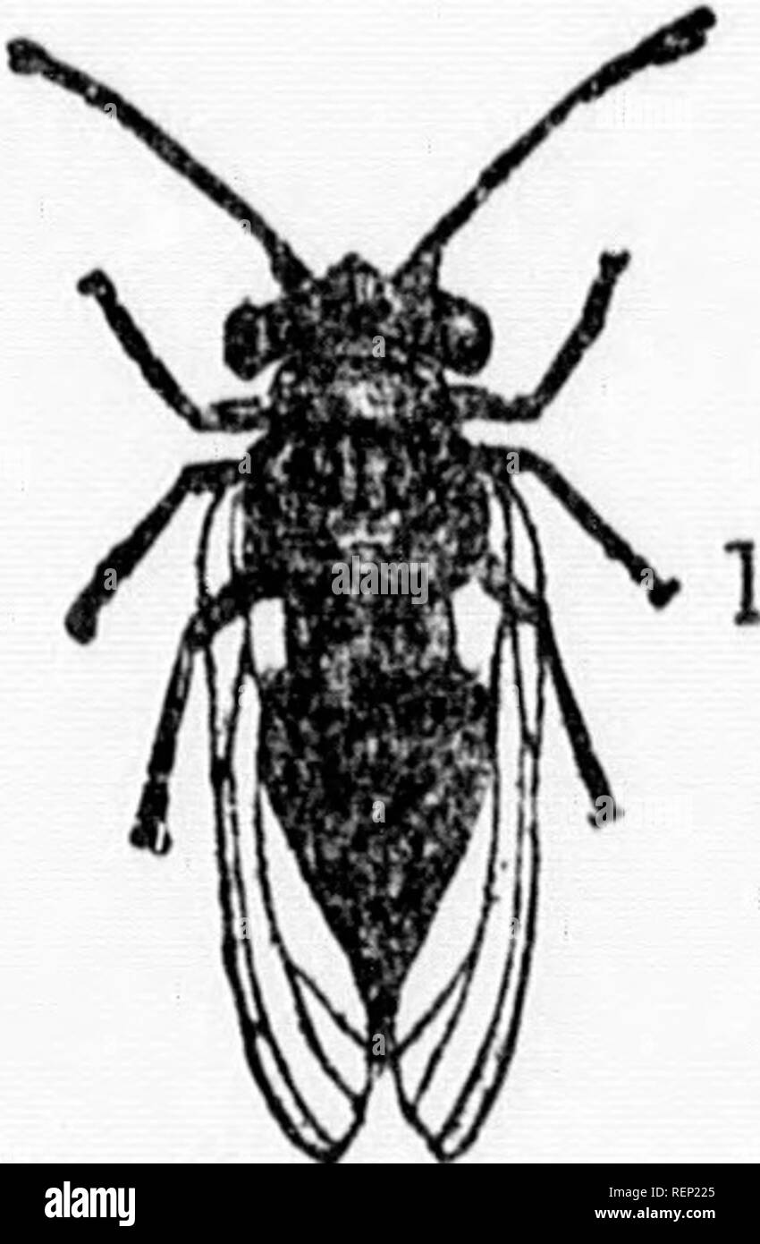 . Rapport de l'entomologiste et botaniste (James Fletcher, F.R.C., F. L.R.), 1894 [microforme]. Les insectes nuisibles ; insectes nuisibles. 820 tXl'ERIMENTA L FA. oitherof HMS de la rl-eo wi t wX w i' ^^'"'Â" ''"""^ ^ho l'hiver d'une seule application du kérosène sur enmls t nt à l'J'. [""Rf "'"''â ' ".' '"^ f'â ¢"^^" '' preferen ., .à forte teneur en soufre " nuxture ' ' '' '^ » »»^ ^*"'"'"^ ^^^^ ^ '"'' Â"Â"'-^l'y. ^o th., lin,e, sel, et itn. :^^u ; x :;ii;n;n;c;ct ='L ; :.'"-^'--''- '-^^^ ^^ â ci-dessus ; ou wS' ; ?'pt ;:s;vSerT&qu Banque D'Images