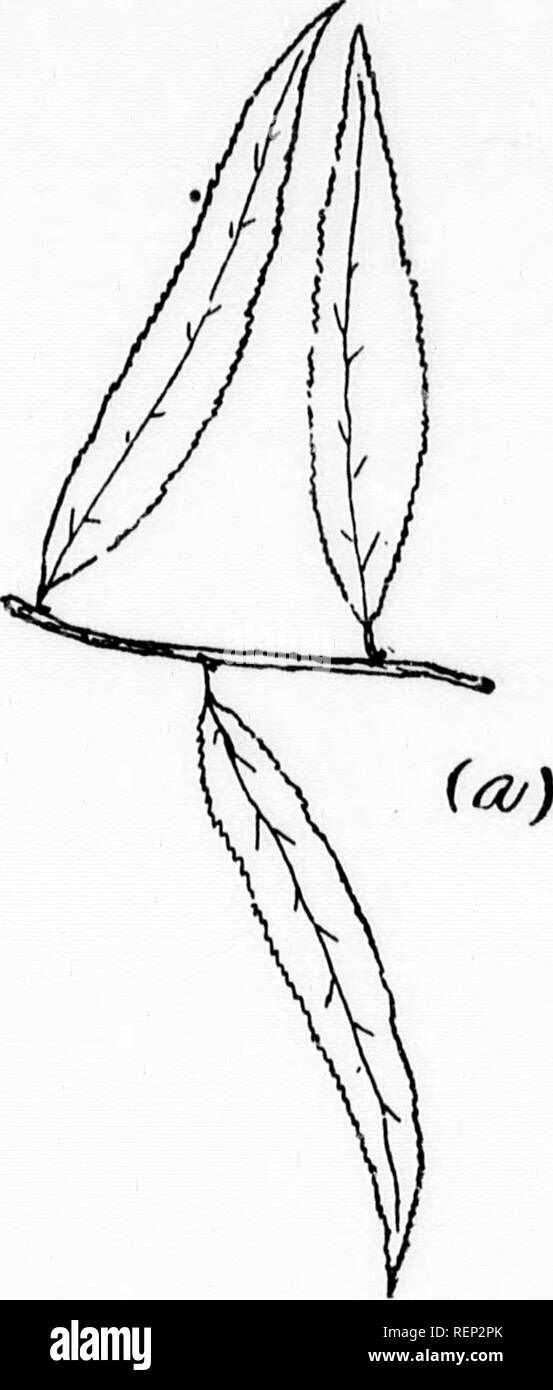 . Les arbres du nord-est de l'Amérique [microforme] : illustrations à partir de dessins originaux. Arbres, feuilles, Arbres, feuilles. Feuilles alternes. n . Veuillez noter que ces images sont extraites de la page numérisée des images qui peuvent avoir été retouchées numériquement pour plus de lisibilité - coloration et l'aspect de ces illustrations ne peut pas parfaitement ressembler à l'œuvre originale.. Newhall, Charles S. (Charles Stedman), 1842-1935. New York ; Londres : G. P. Putnam's Sons Banque D'Images
