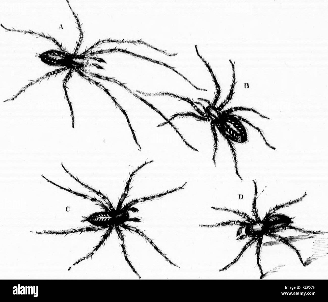 Araignée en mue Banque d'images détourées - Alamy