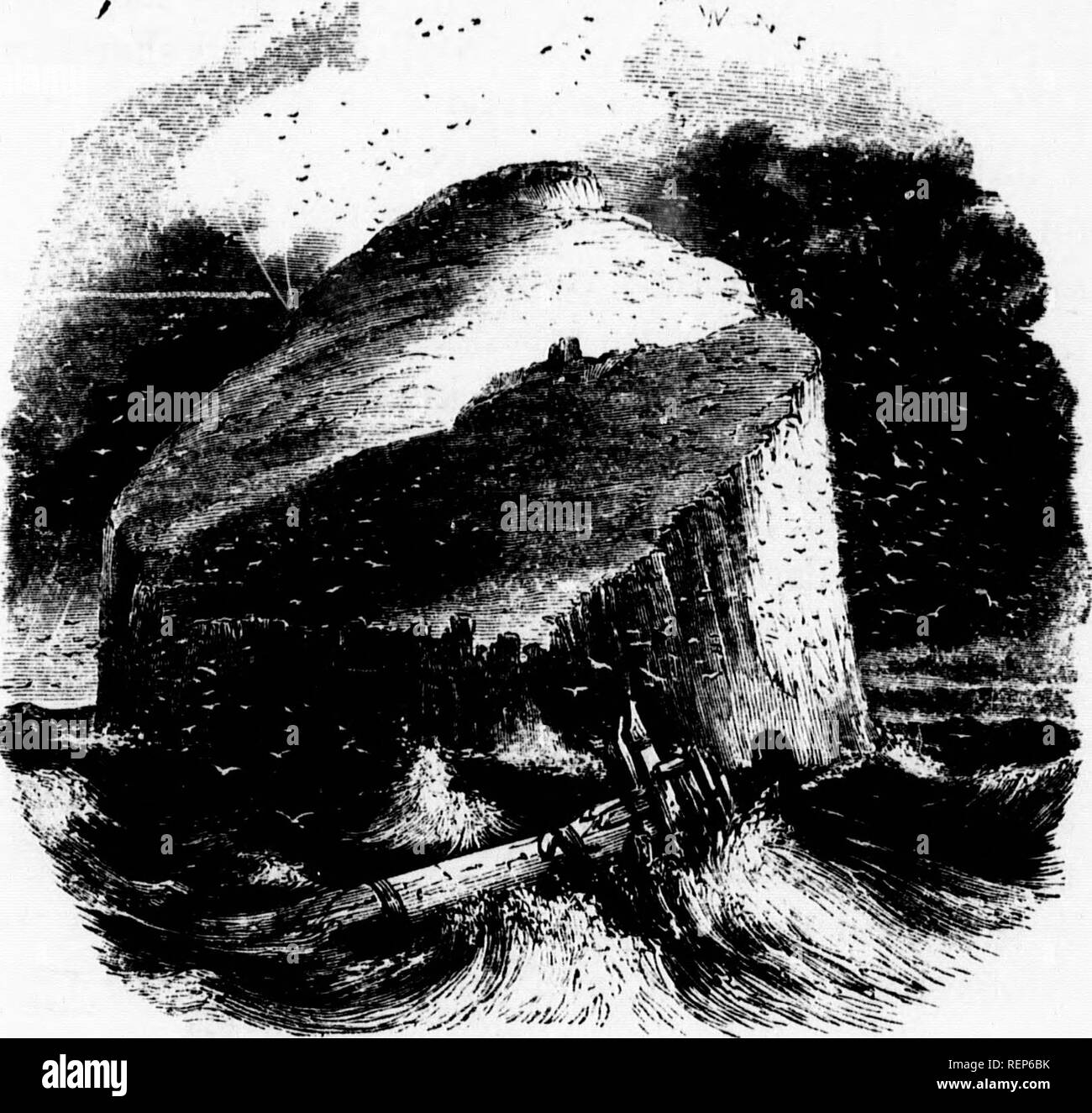 . L'océan [microform]. La biologie marine ; animaux marins ; les plantes marines ; Biologie marine ; Faune ; Flore marine marine. Les côtes de la Grande-Bretagne. 00 Ce que comme le pingouin, mais avec un bec pointu. Le Fou de Bassan (Sula bassana) est de la tribu de Pelican, et est limité, au moins dans de grandes assemblées, à une ou deux localités : dont les principaux sont la Bass Rock sur la côte est de l'Ecosse, et le fleuve. La basse Rocic. Kilda, la plus occidentale des Hébrides. Sur ces îles rocheuses qu'ils assemblent dans ces innombrables hôtes qu'ils ne peuvent être comparés à un essaim d'abeilles, ou d'une douche de neige, l'air b Banque D'Images