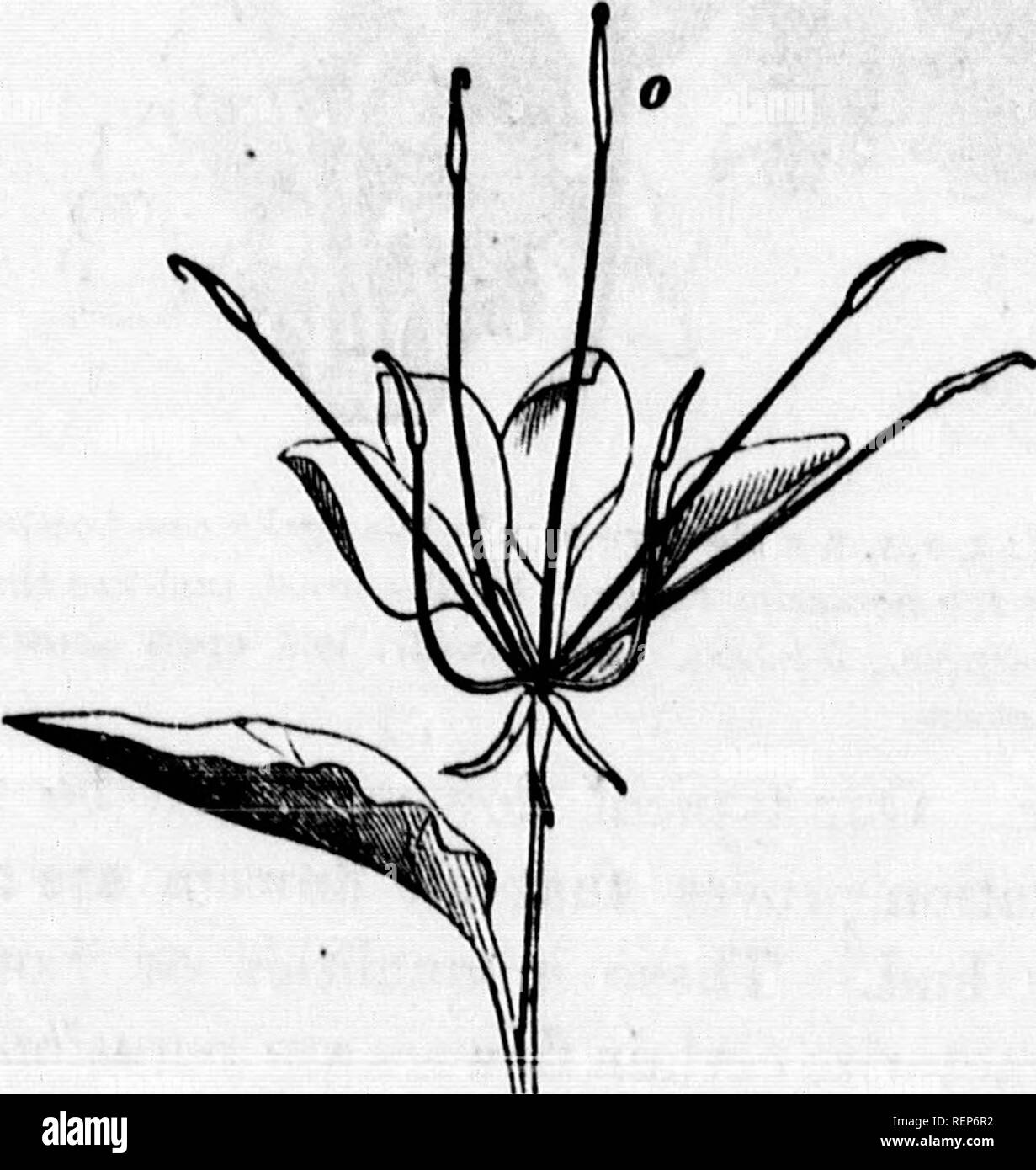 . Class-livre de botanique [microforme] : être présente de la structure, la physiologie et la classification des végétaux : avec une flore des États-Unis et du Canada. Botanique ; botanique ; plantes ; plantes ; botanique ; botanique ; plantes ; Botanique. 286, fleur (amplifiés) d Myosuros J d'une section verticale montrant son récipient allongé, etc. 267^, même, grandeur nature. 288, fleur de Isopyrum blternatum showli ; section verticale,-g Le Récipient globulaire ou convexe, etc. 289, fleur de rose, montrant ses fouillé tore. 442. La prise régulière n'a pas d'entre-nœuds. Il porte le plusieurs verticilles de la fleur Banque D'Images