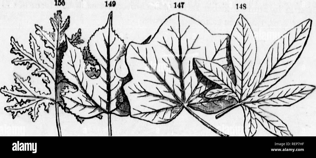 . Class-livre de botanique [microforme] : être présente de la structure, la physiologie et la classification des végétaux : avec une flore des États-Unis et du Canada. Botanique ; botanique ; plantes ; plantes ; botanique ; botanique ; plantes ; Botanique. 88 FiaURB FORME OB. 149 14. Paltuate vflined-feuilles. Monispcrmiim Cnnadense, 147. 148, Passifloro cerulea. 149- sonetift papyrllora, Broui. 150, chêne géranium. Htc 2 feuilles&gt;almatehj palmatehj-lièvre et parted, selon la profondeur des incisions comme décrit ci-dessus. Mais le plus curieux modi- fication est 273. L'pédatiséqué, like a bird's foot, ayant la plus basse Banque D'Images
