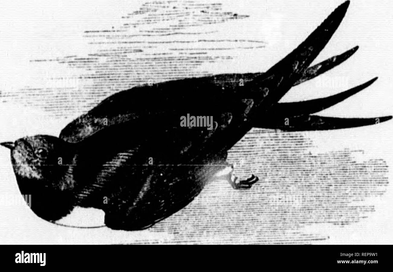 . Les [microform]. Histoire naturelle ; sciences naturelles. fes ; , la Swift. ne pas entraver leur "eathcrs sont longues, md ; stifl fourchue tous qui ireamer. vitesse," est le plus important e. Il me semble pour passer la vitesse, ardly merveilleux ith perceptible, mais simplement 8 entendu. L'est presque incroyable ; sous la langue, et Bsed dans un thé-cuillère. L'HISTOIRE NATURELLE. 9920 Tliesc sont destinés pour les jeunes, et l'offre i" sans cesse renouvelées. Elle fixe de deux à quatre oeufs blancs, sur un nid composé d'herbe, paille, plumes, soie, &amp;c. La couleur de cet oiseau est un examen DHS Banque D'Images