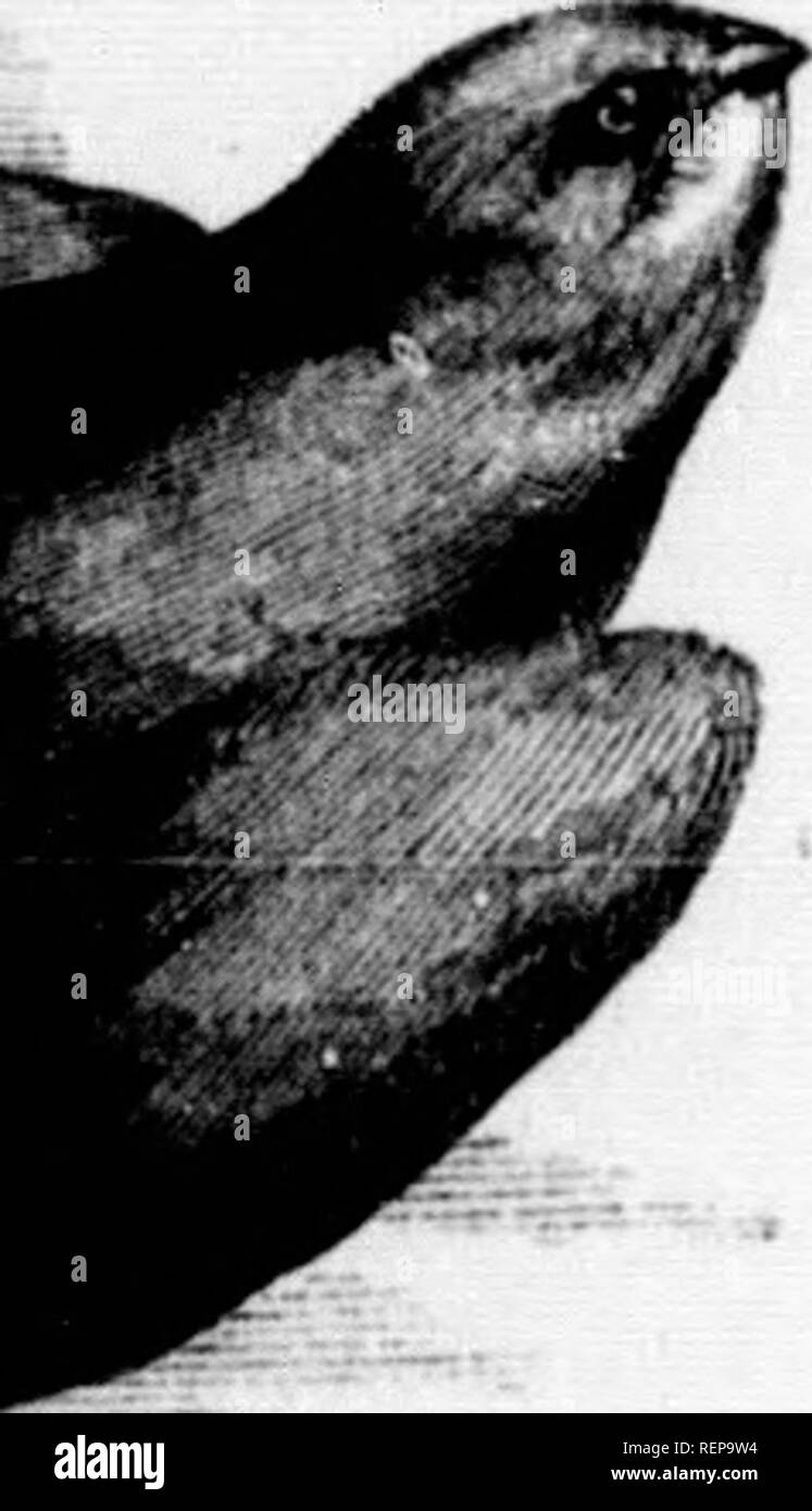 . Les [microform]. Histoire naturelle ; sciences naturelles. Annuler, une Hirondelle. Avaler Martin.). fes ; , la Swift. ne pas entraver leur "eathcrs sont longues, md ; stifl fourchue tous qui ireamer. vitesse," est le plus important e. Il me semble pour passer la vitesse, ardly merveilleux ith perceptible, mais simplement 8 entendu. L'est presque incroyable ; sous la langue, et Bsed dans un thé-cuillère. L'HISTOIRE NATURELLE. 9920 Tliesc sont destinés pour les jeunes, et l'offre i" sans cesse renouvelées. Elle fixe de deux à quatre oeufs blancs, sur un nid composé d'herbe, paille, plumes, soie, &AMP ; Banque D'Images