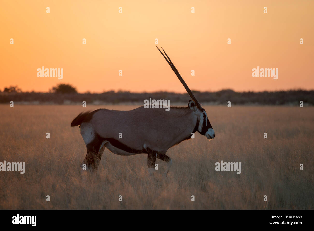 L'Oryx, la tromperie, la vallée Central Kalahari Game Reserve, Botswana, (Oryx gazella) Banque D'Images