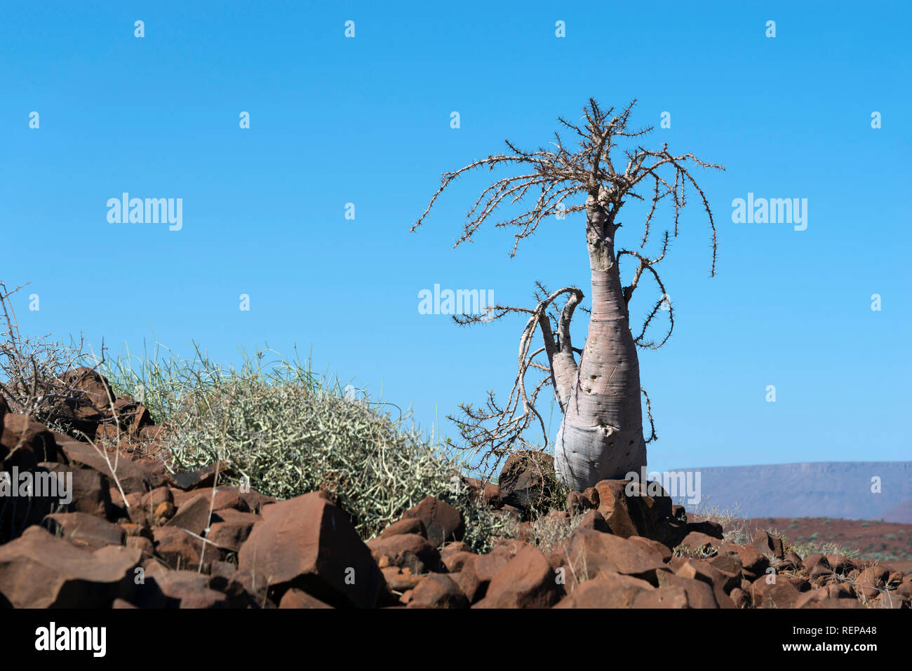 Arbre bouteille, Damaraland, Namibie, (Pachypodium lealii) Banque D'Images