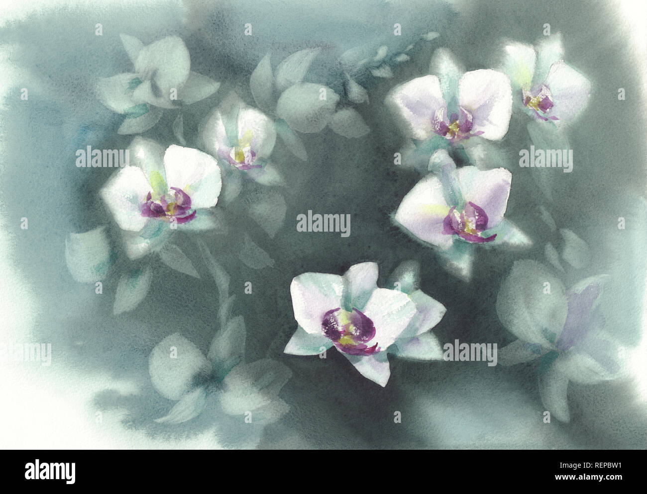 Fleurs orchidée blanche sur le fond vert sombre aquarelle Banque D'Images