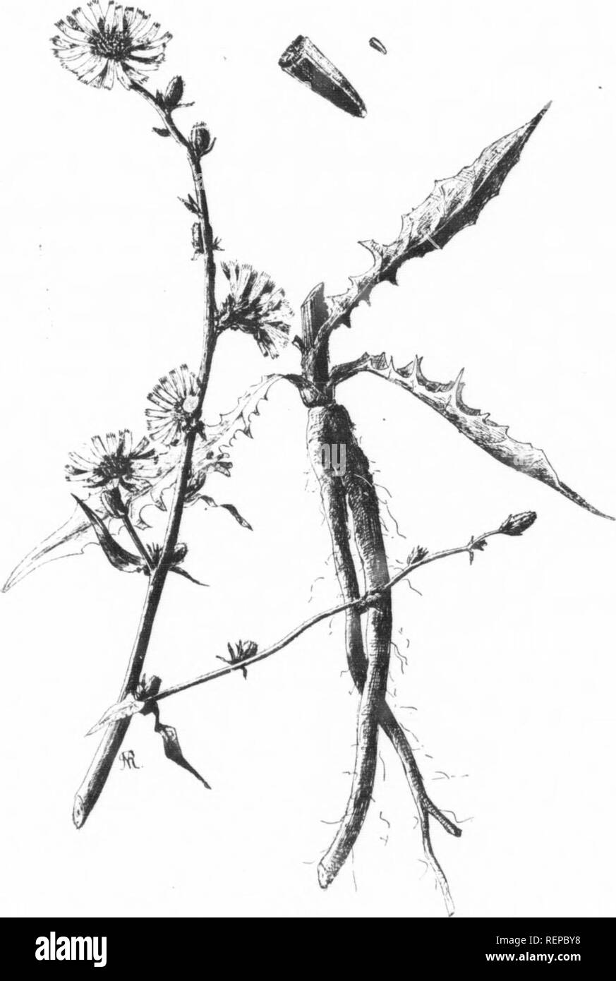 . Quelques mauvaises herbes de l'Ontario [microform]. Mauvaises herbes, mauvaises herbes. /.-C. Fio. 30. La chicorée. (Cichorium intybus.) [71] ^^^ w. Veuillez noter que ces images sont extraites de la page numérisée des images qui peuvent avoir été retouchées numériquement pour plus de lisibilité - coloration et l'aspect de ces illustrations ne peut pas parfaitement ressembler à l'œuvre originale.. Harrison, C. F. (François Charles), b. 1871 ; l'Ontario. Ministère de l'Agriculture. [S. l.  : S. n. ] Banque D'Images