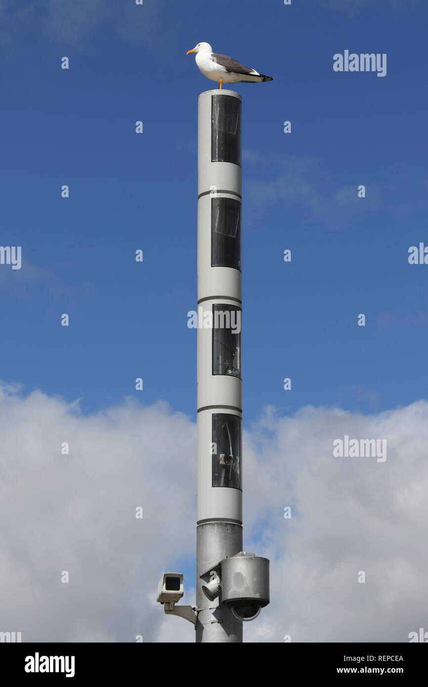 Seagull assis sur un poteau de vidéosurveillance en face de ciel nuageux, Glasgow, Ecosse, Grande-Bretagne Banque D'Images