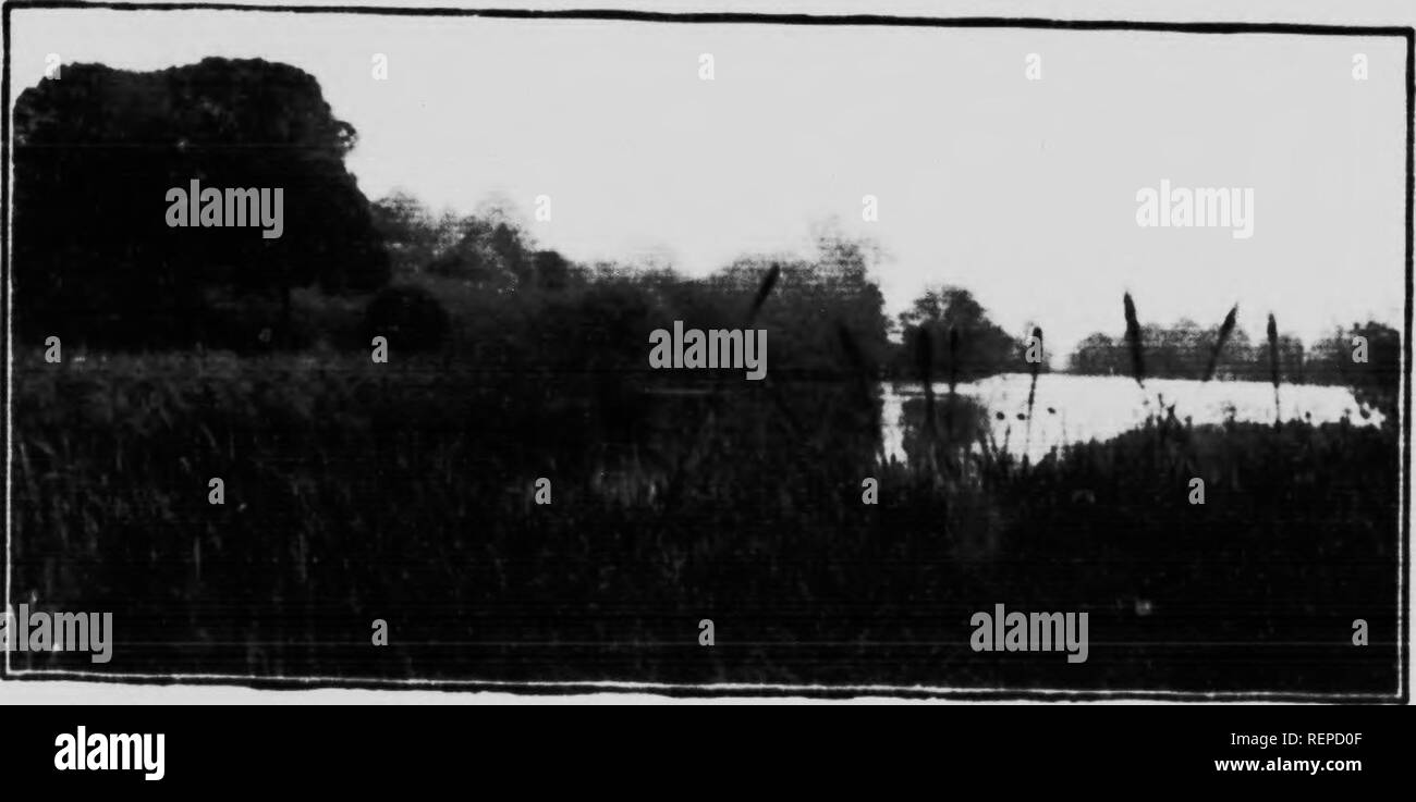 . Accueil La vie dans le pays de l'oiseau [microform]. Les oiseaux sauvages, oiseaux. Un autre accident I 21 I sur l'eau, un uitli tlic poiiitin^pied f vers le haut, et son cou se retourna, tandis que son hhiek bec lisse les plumes. Il me semble de ery("ted à son hrowii mate, et lors de la baignade- al)out conserve près d'elle. son oeil jaune sharp tourné dans tous les &lt;lireetions à la recherche de dan^rcr : et si un alann est ^tant donné. Les deux oiseaux sont en cours dans un instant, et en nageant rapidement à l'abri et la sécurité. Sur om- façon hack du haimt d'oiseaux Canards encore un autre incident hefel mon ami adxenturous. J'ai entendu un cri proceedin^^ fr Banque D'Images